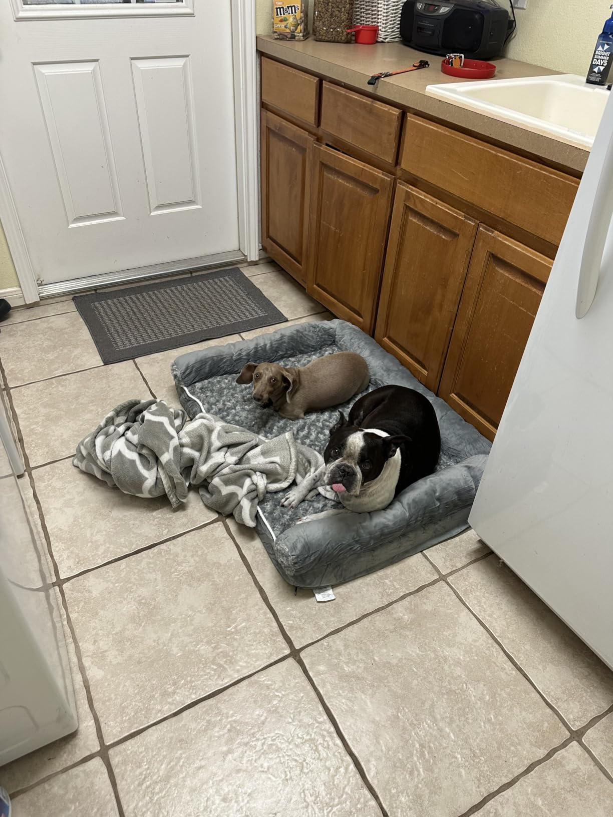 BFPETHOME Orthopedic Washable Large Dog Bed for Senior Dog Comfy Sleep customer photo 2