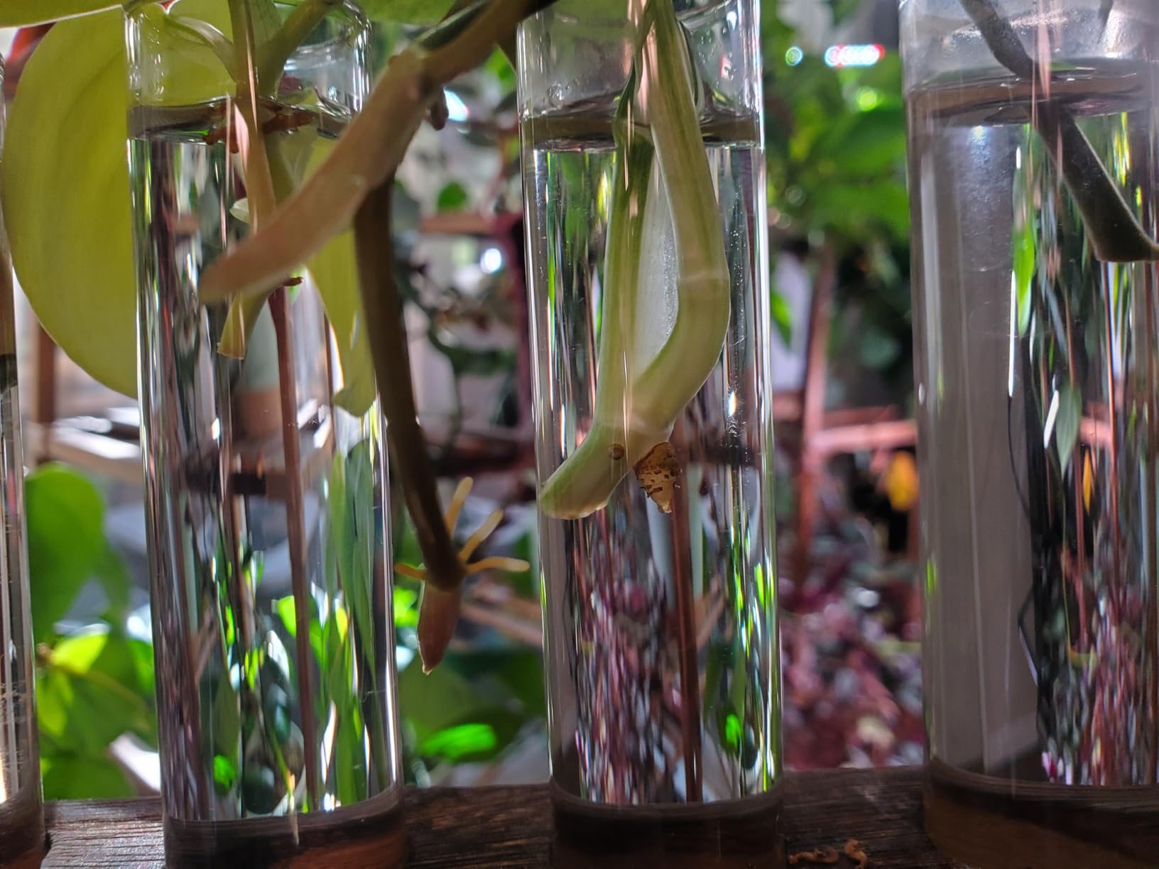 Plant Propagation Station, Plants Propagation Tubes customer photo 1
