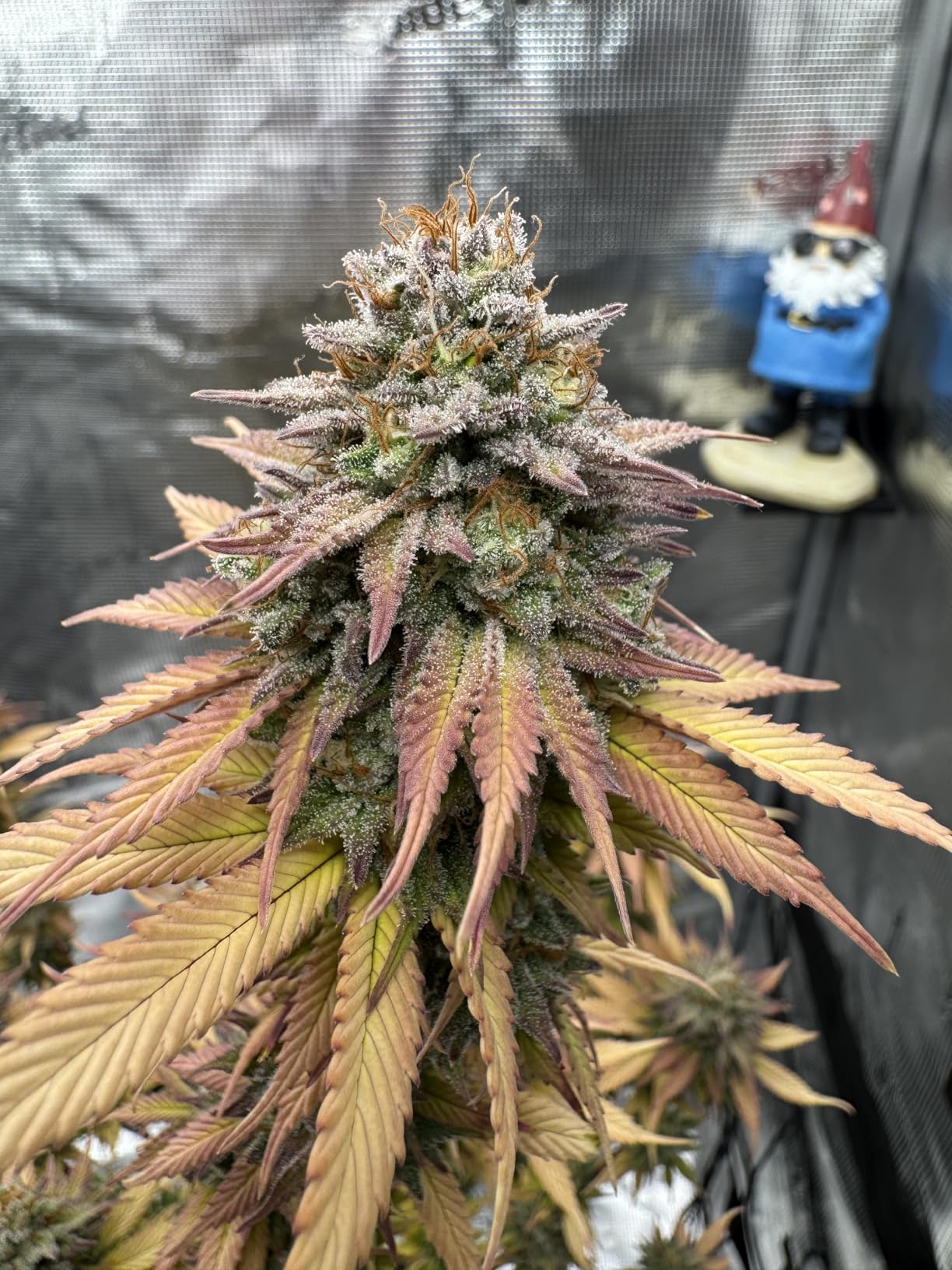 Spider Farmer 4x2 Grow Tent 48