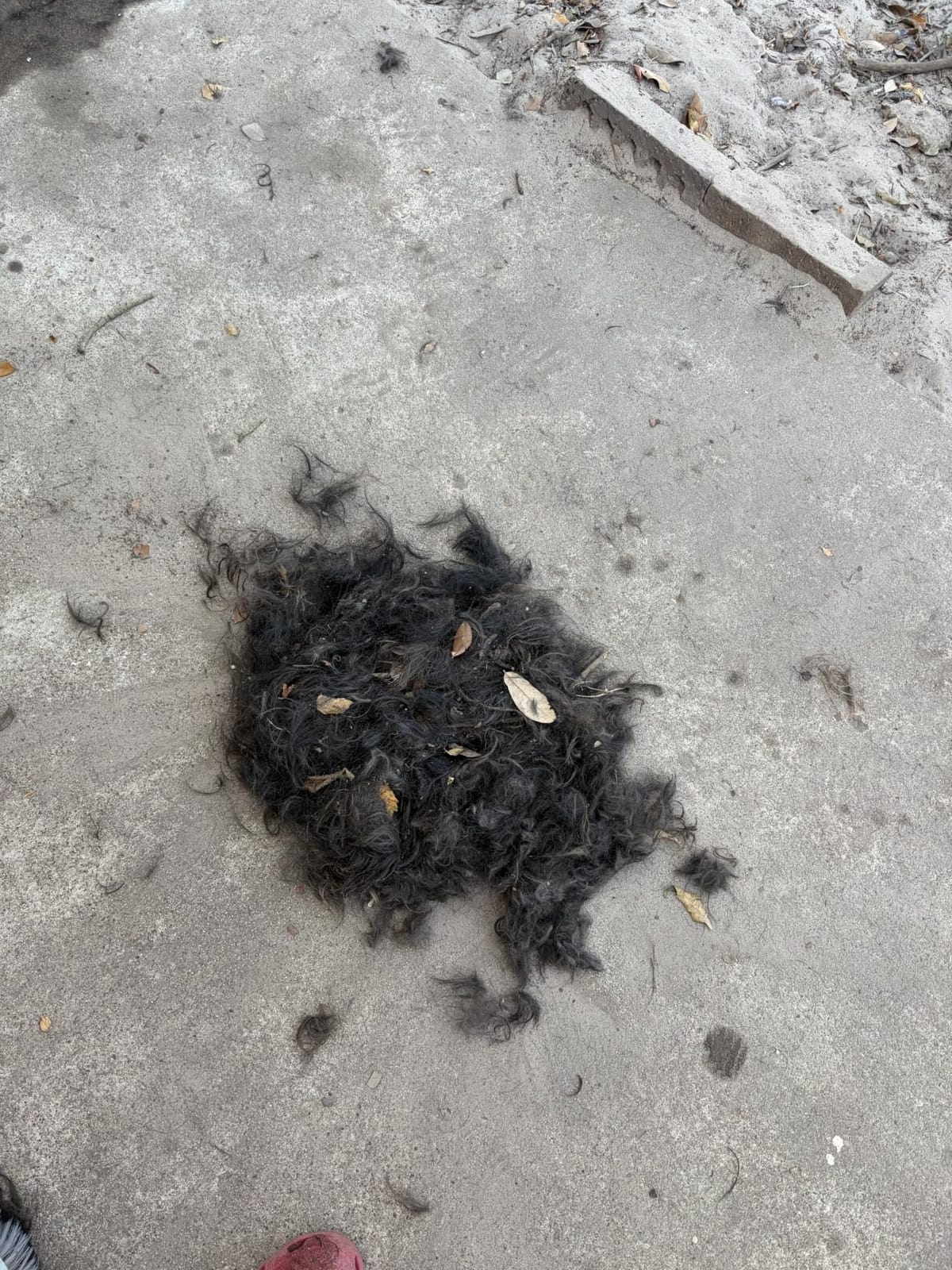 oneisall Dog Clippers for Grooming Thick Heavy Coats customer photo 1