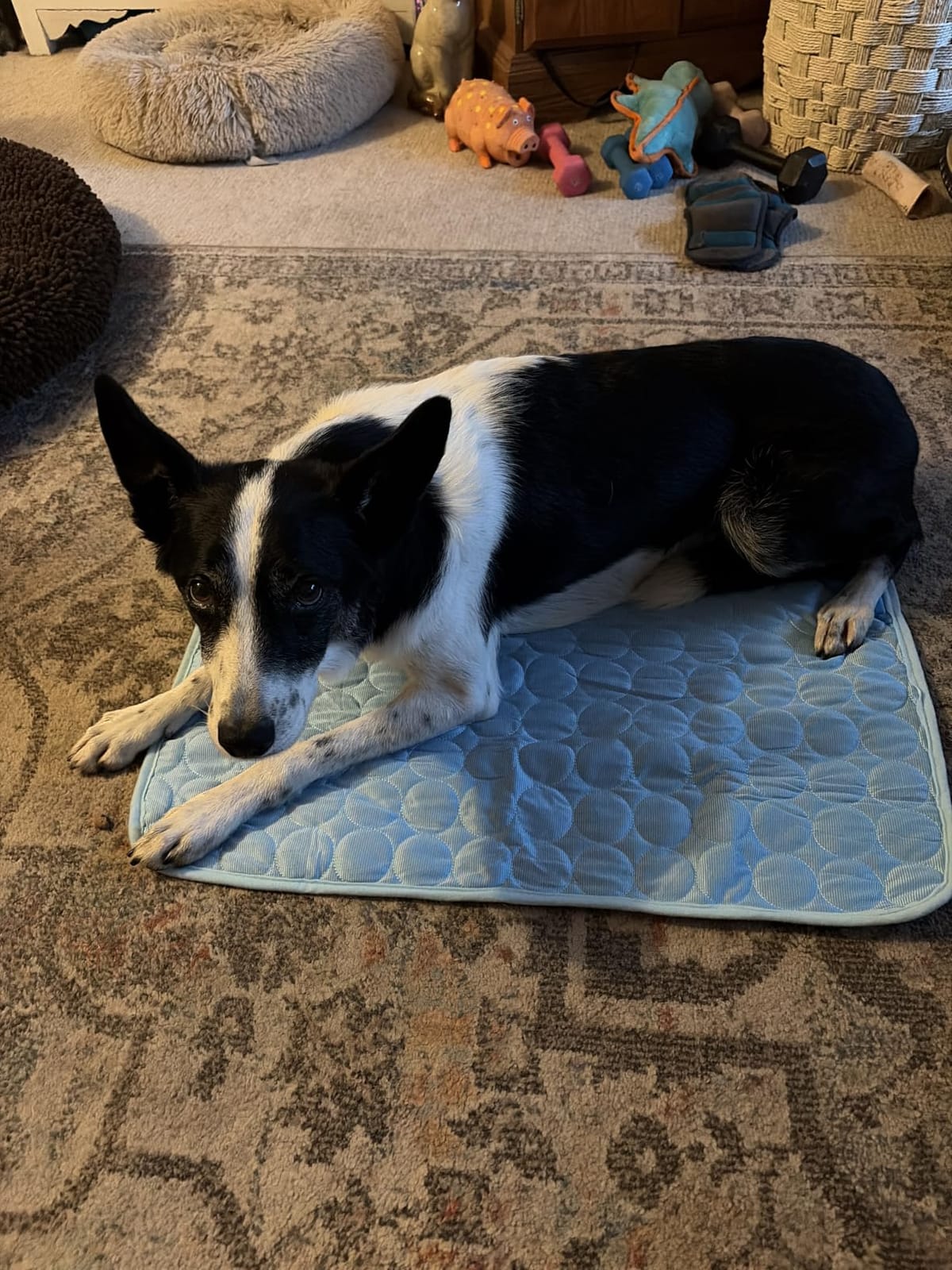 INSPECTOR TAIL Dog Cooling Mat, Indoor & Outdoor, Large Self Cooling Pad customer photo 1