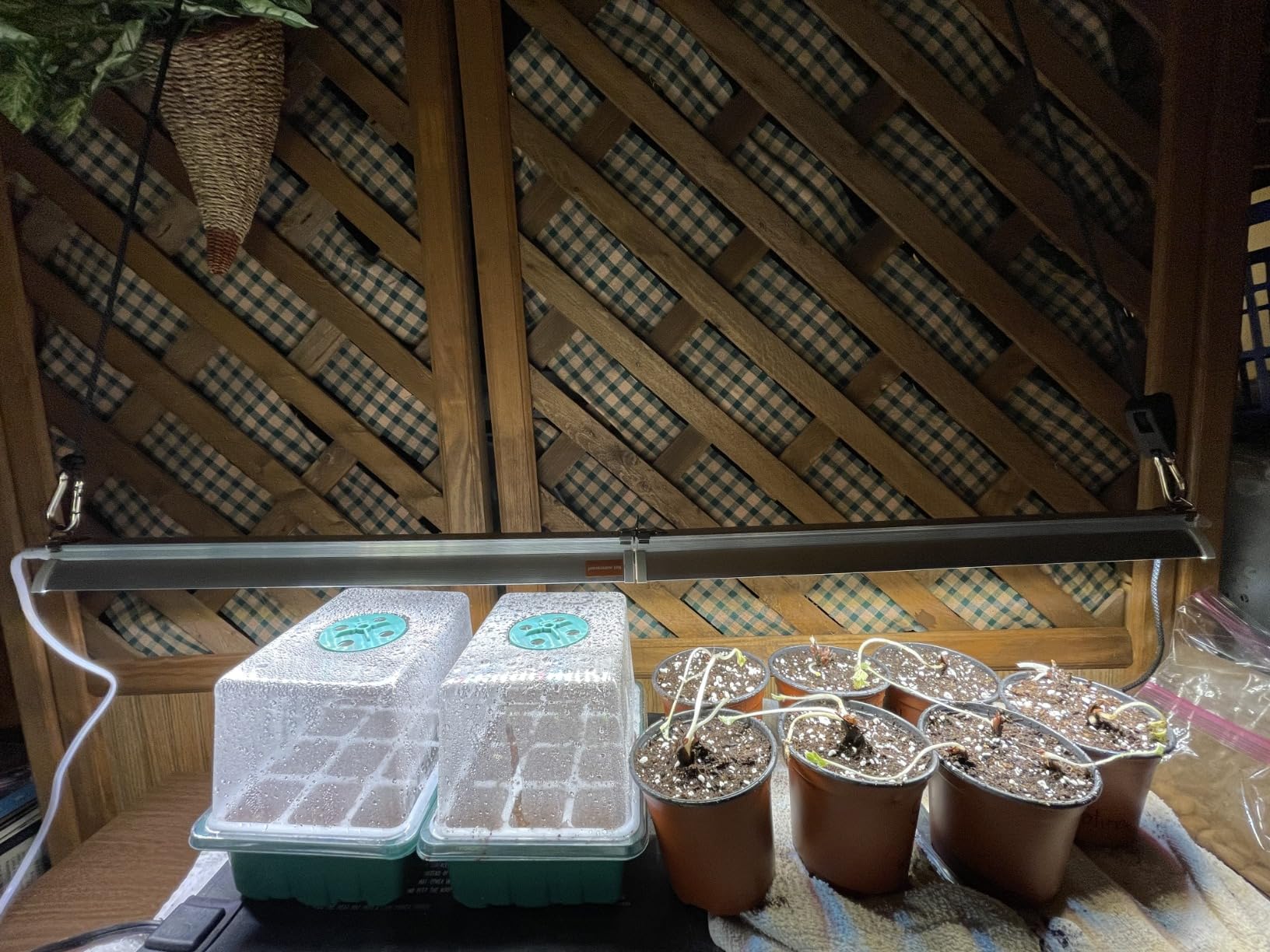 T5 Grow Lights for Seed Starting, 10W x2, Grow Lights for Indoor Plants customer photo 1