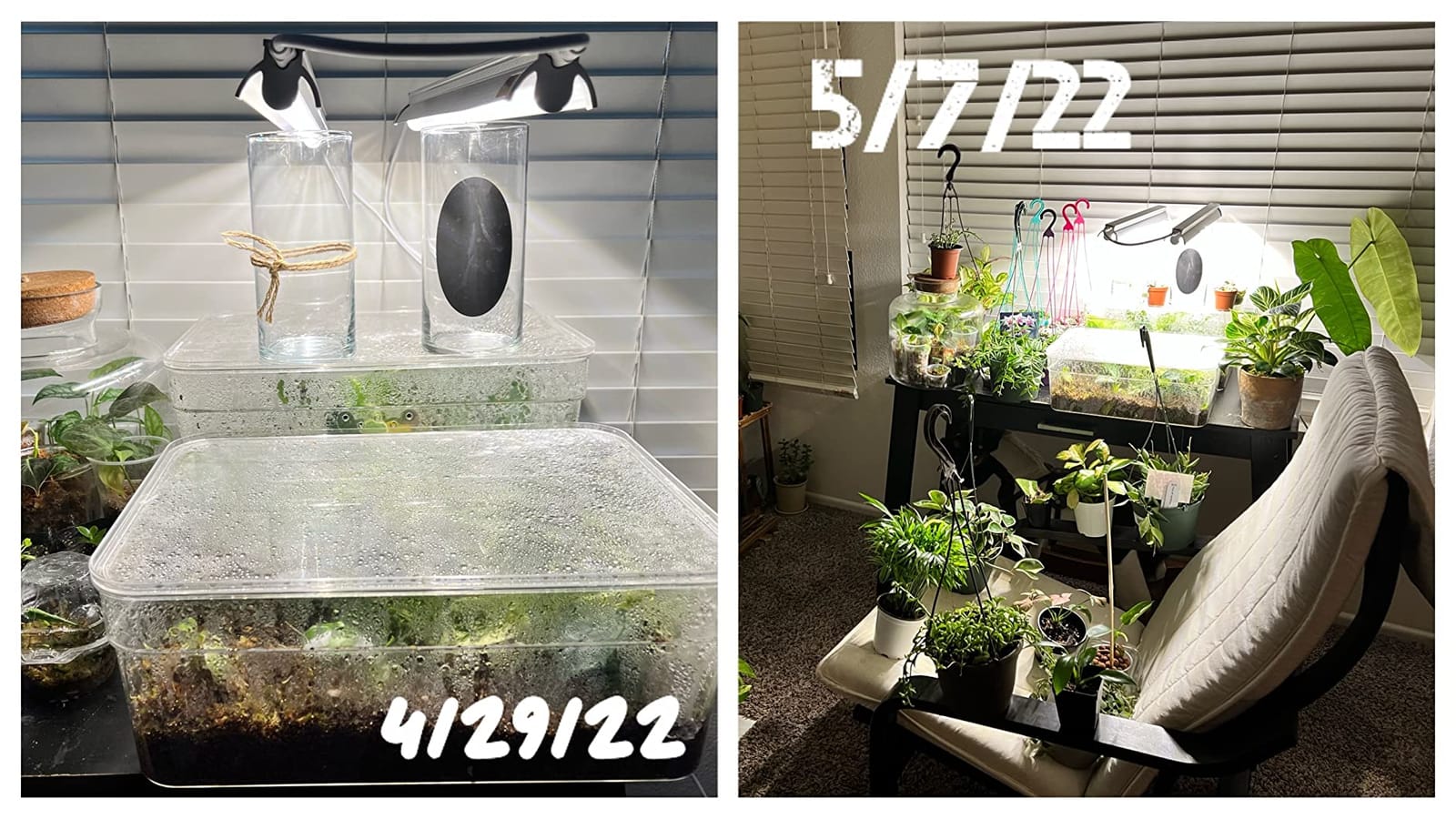 T5 Grow Lights for Seed Starting, 10W x2, Grow Lights for Indoor Plants customer photo 2