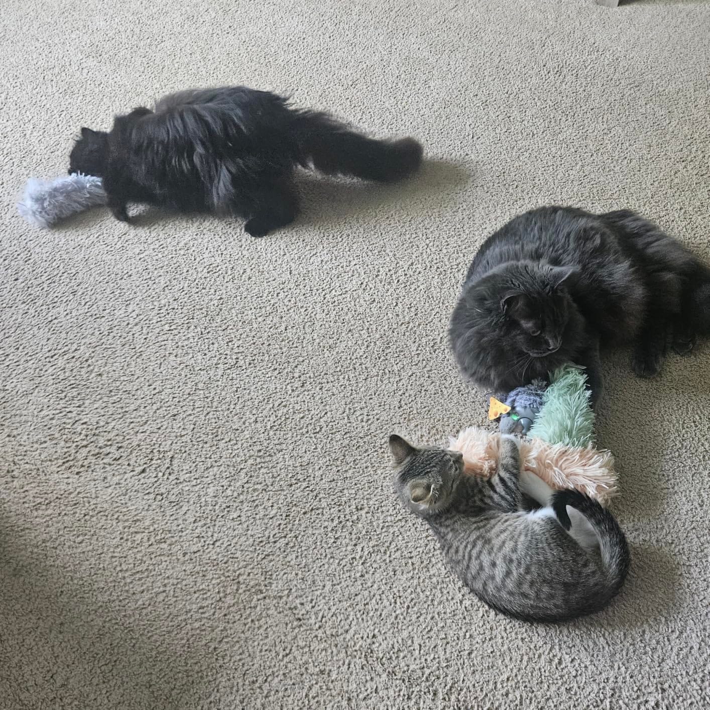 Potaroma Cat Toys Pillows, 3 Pack, Catnip Inside, Indoor Interactive Fun customer photo 2