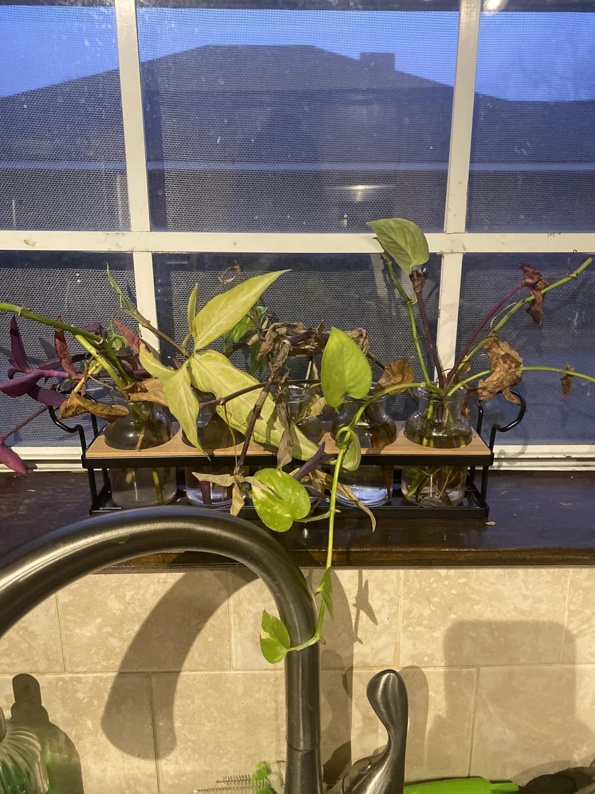 Plant Propagation Station with 5 Glass Jars, Retro Hydroponic Planter Vase customer photo 1