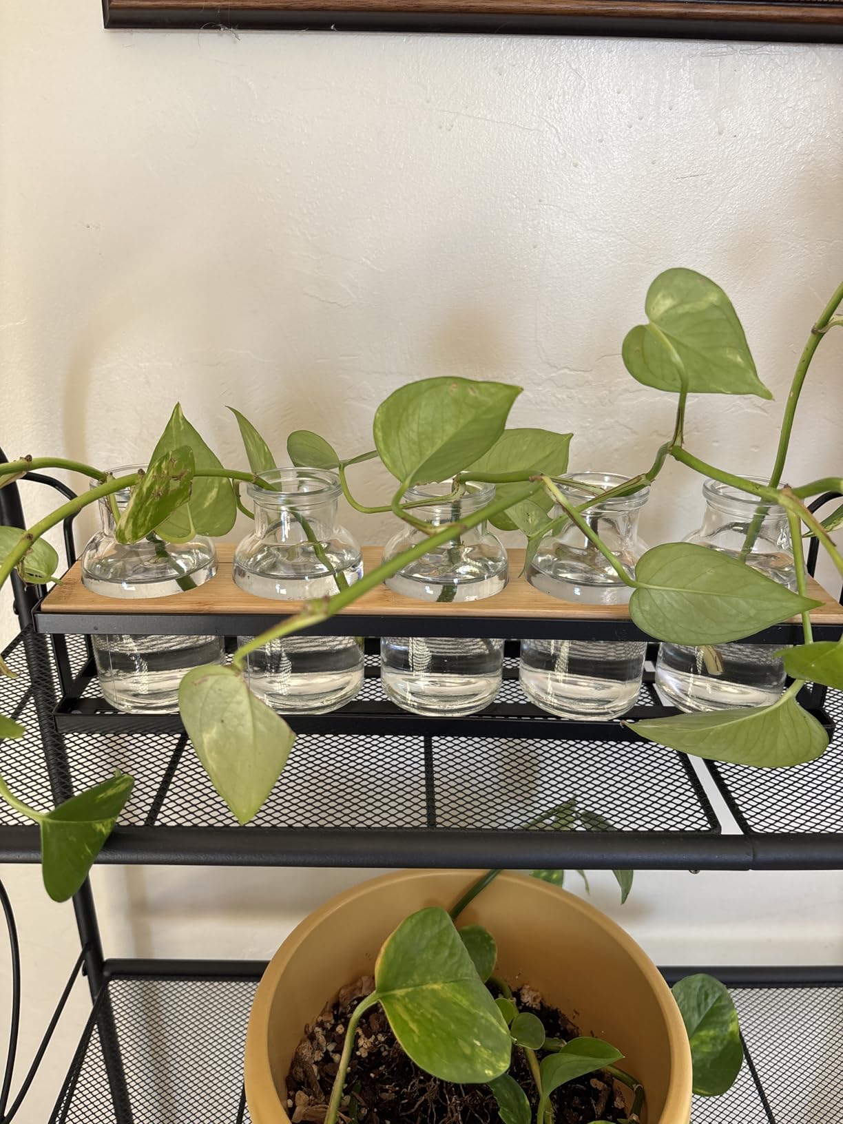 Plant Propagation Station with 5 Glass Jars, Retro Hydroponic Planter Vase customer photo 2