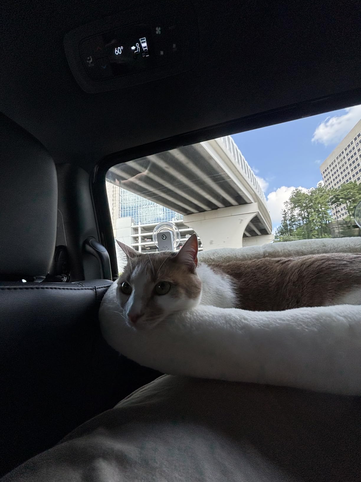 AMOSIJOY Cordless Cat Window Perch with Cushion Bed Metal Frame, L White customer photo 1