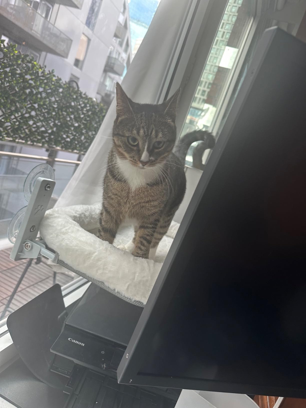 AMOSIJOY Cordless Cat Window Perch with Cushion Bed Metal Frame, L White customer photo 2
