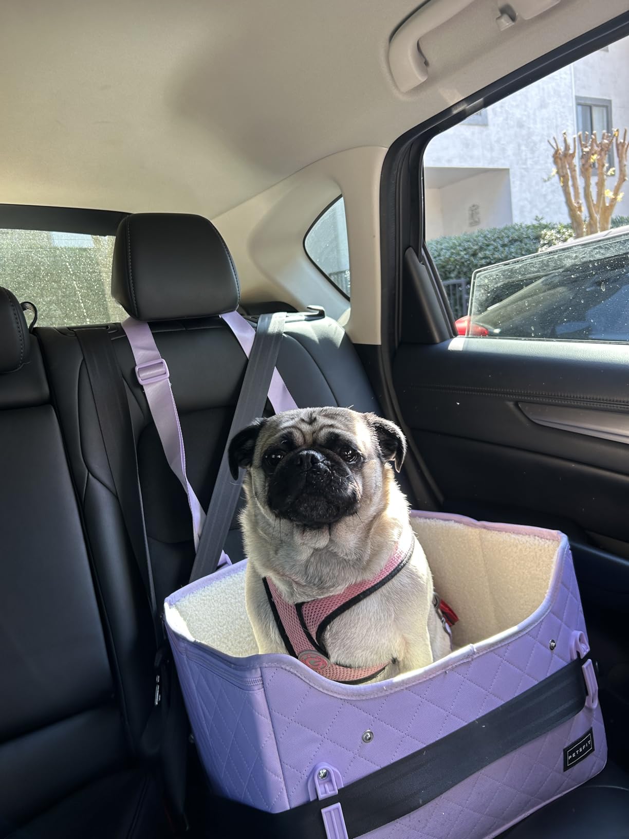 PETSFIT Dog Car Seats for Small Dogs – Patented Safety Buckles – Safety Tether – Foldable Travel Dog Booster Car Seat Reduces Anxiety & Road Trips – Stable Frame, Soft Cushion, Fits Front/Back Seat customer photo 1