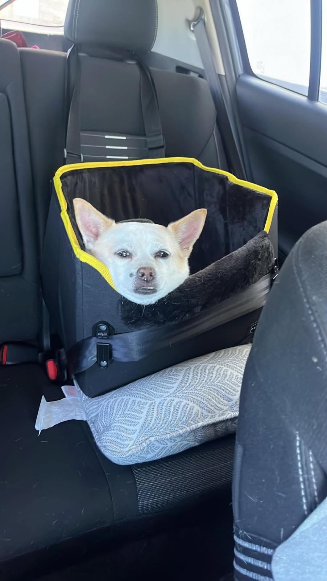 PETSFIT Dog Car Seats for Small Dogs – Patented Safety Buckles – Safety Tether – Foldable Travel Dog Booster Car Seat Reduces Anxiety & Road Trips – Stable Frame, Soft Cushion, Fits Front/Back Seat customer photo 2