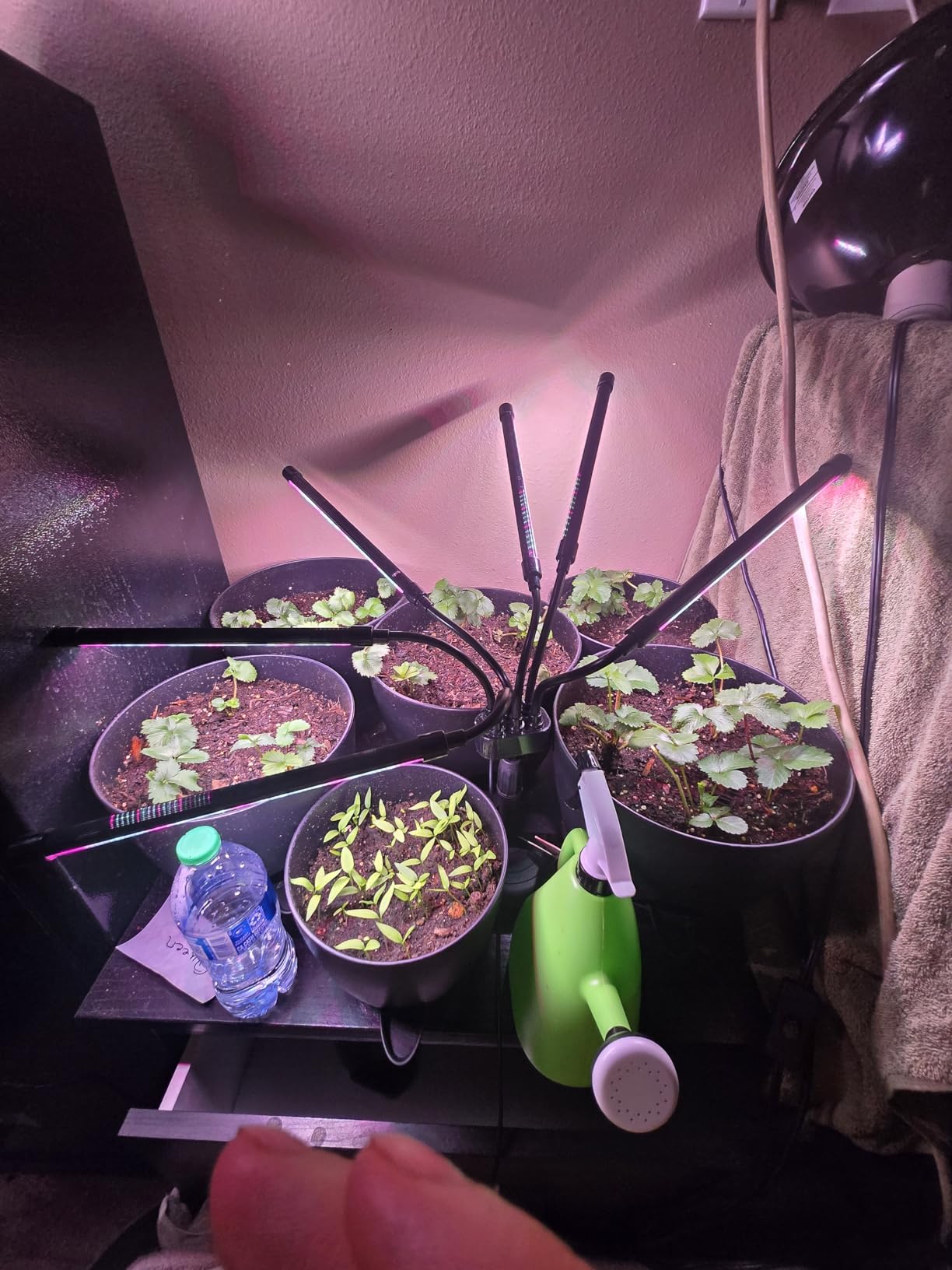 SYEIORAOM Grow Lights for Indoor Plants, Six Head Plant Light with Full Spectrum, LED Grow Lamps for Seed Starting with Adjustable Gooseneck, Suitable for Flowers Vegetables customer photo 2
