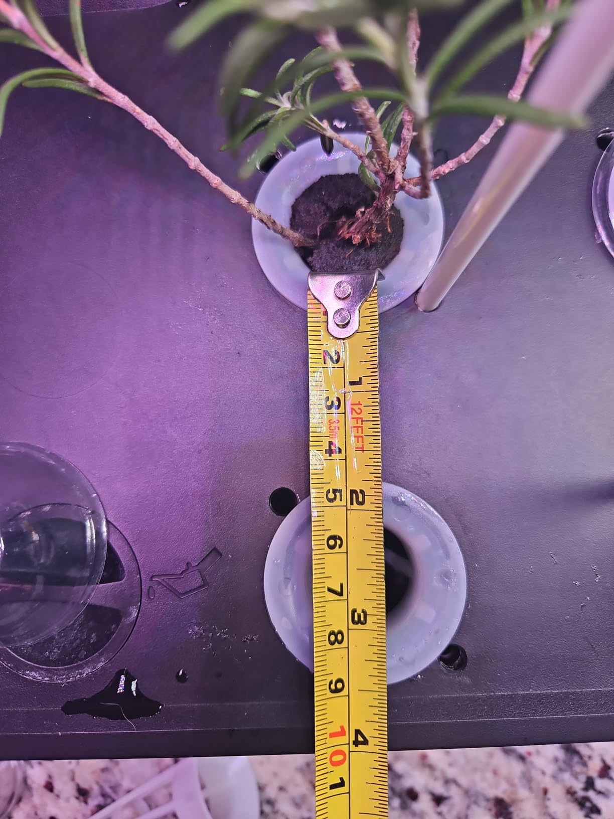 MUFGA 12 Pods Hydroponics Growing System, Indoor Garden with LED Grow Light, Plants Germination Kit, Mini Herb Garden with Pump System, Height Adjustable (No Seed) customer photo 1
