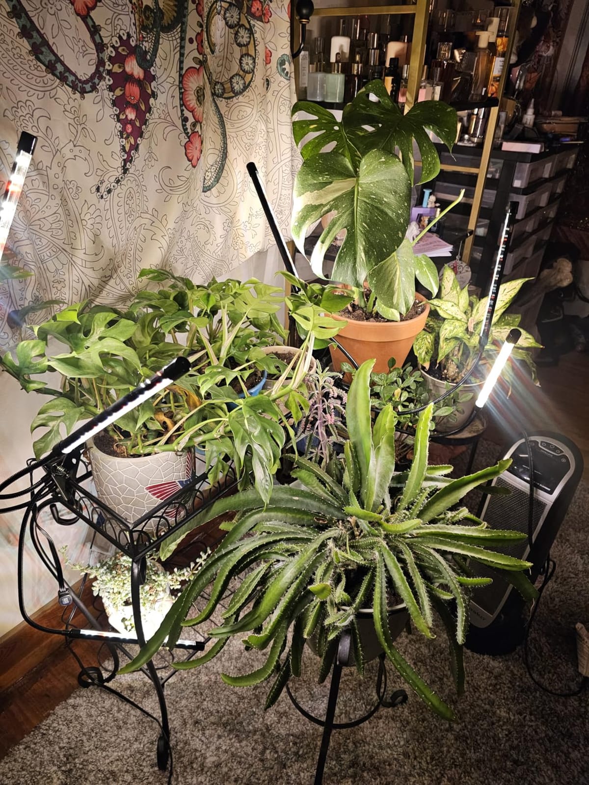 Grow Lights for Indoor Plants, Full Spectrum Tri-Head Clip Plant Lights customer photo 2