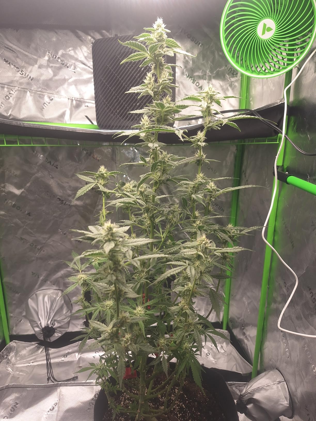 VIVOSUN AeroLight 180W LED Grow Light, Full Spectrum Plant Light with Fan customer photo 2
