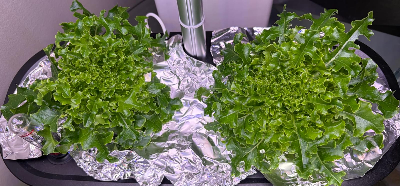 LETPOT LPH-SE Hydroponics Growing System, 12 Pods Smart Herb Garden Kit Indoor, Indoor Garden, APP & WiFi Controlled, with 24W Growing LED, 5.5L Water Tank, Pump System, Automatic Timer customer photo 2