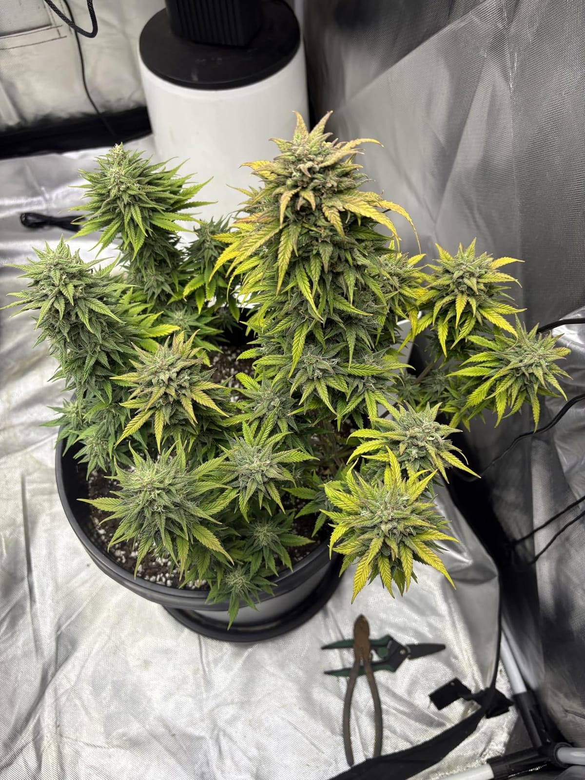 LED Grow Lights for Seed Starting Vegetables Bloom 150 Watt Full Spectrum customer photo 2