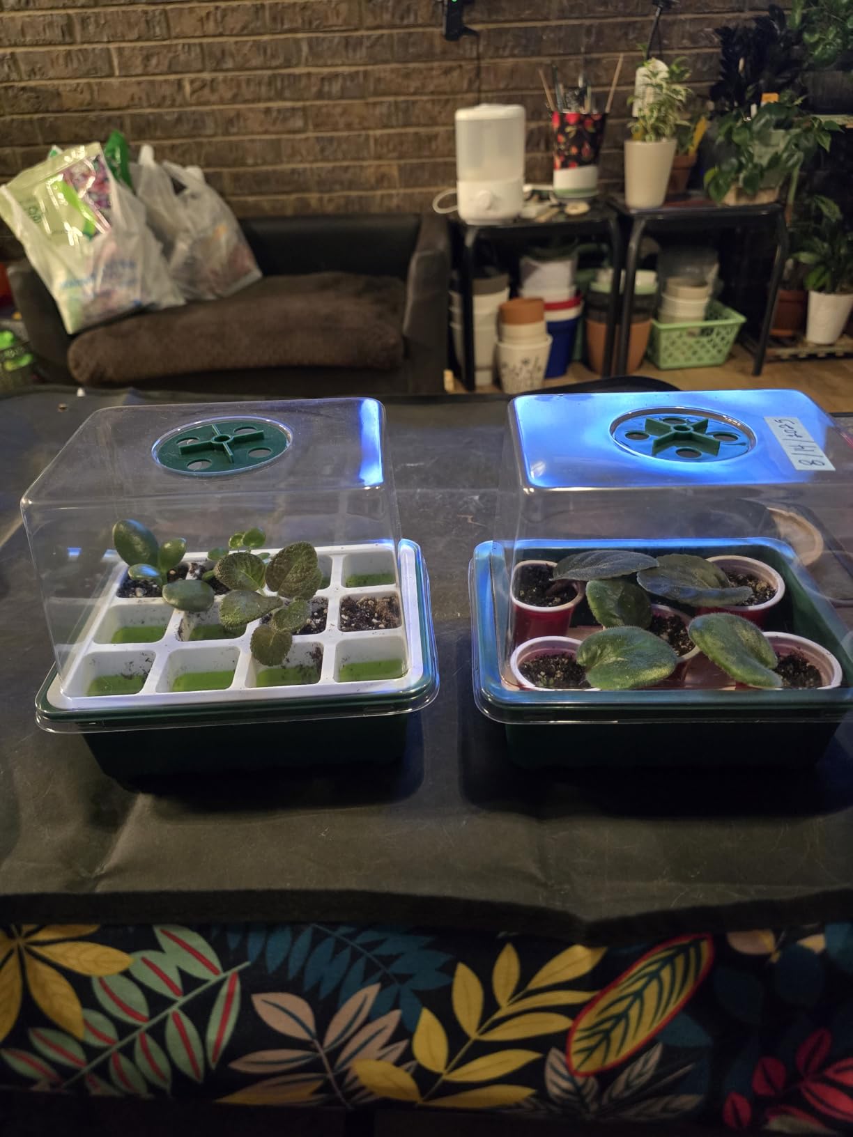 Seed Starter Tray, 48 Cells Indoor Seed Starter Kit, Flexible Silicone Designed Seedling Starter Trays, Germination Tray with Humidity Dome & Lids(4in Height), Reusable & Dishwasher Safe, BPA-FREE customer photo 1