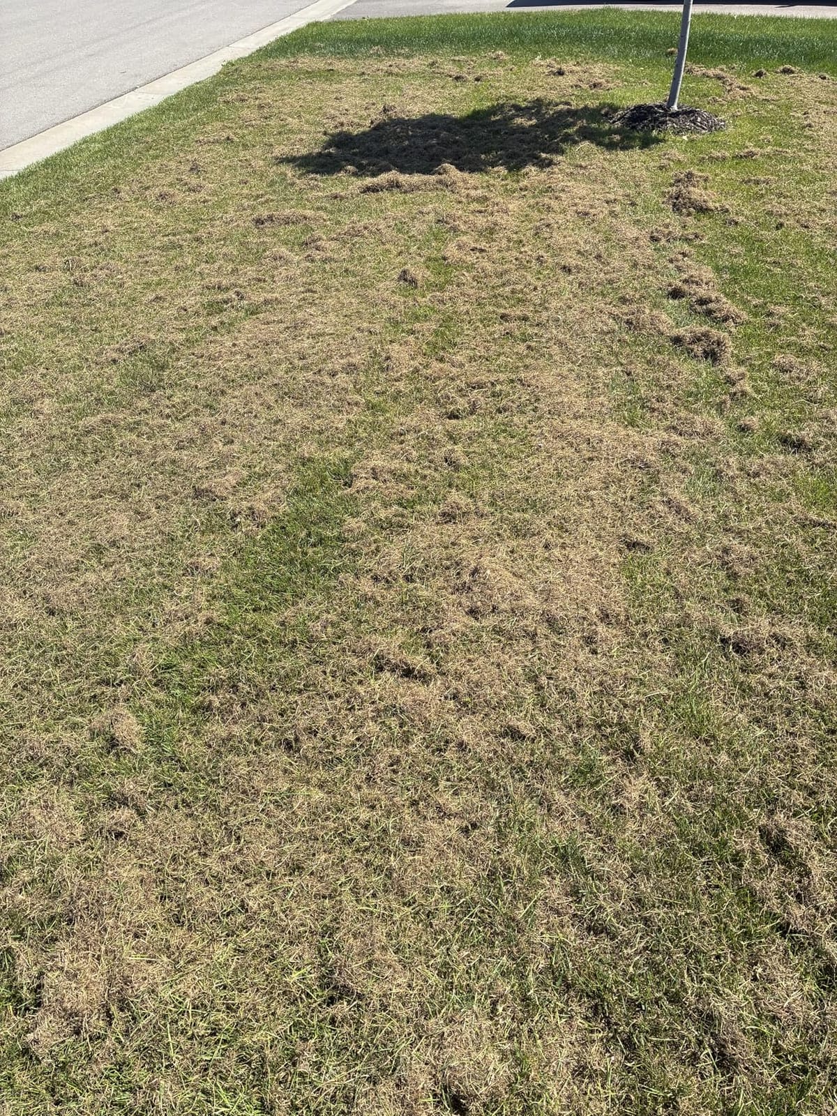 LawnMaster GVB1316 Electric 16” 13 Amp Dethatcher and Scarifier with 12 Gallon Collection Bag customer photo 2