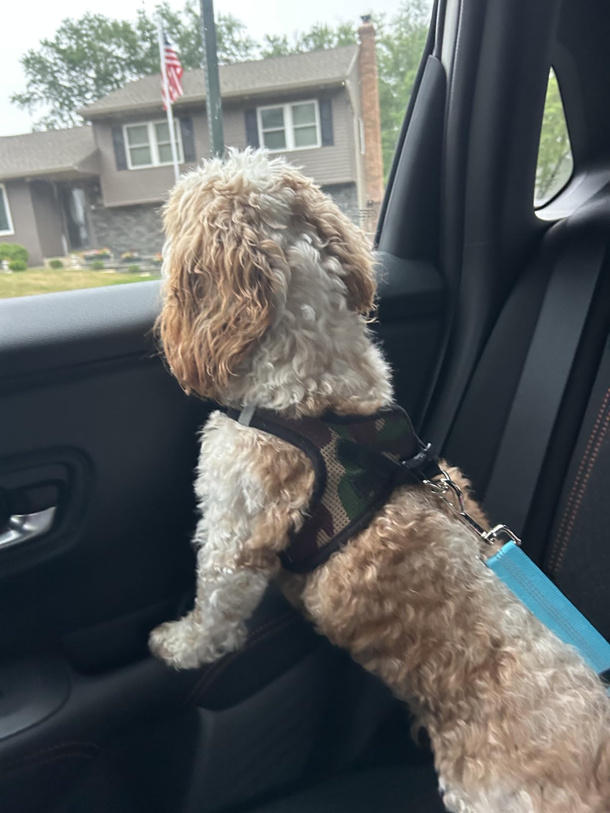 Removable Dog Seat Belt Harness for Car, 3 in 1 Pet Dog Car Seatbelt Leash, Retractable Restraint Secures to Vehicle Headrest & Adjustable Reflective Bungee Dog Seatbelt Tether, Blue and Black customer photo 1