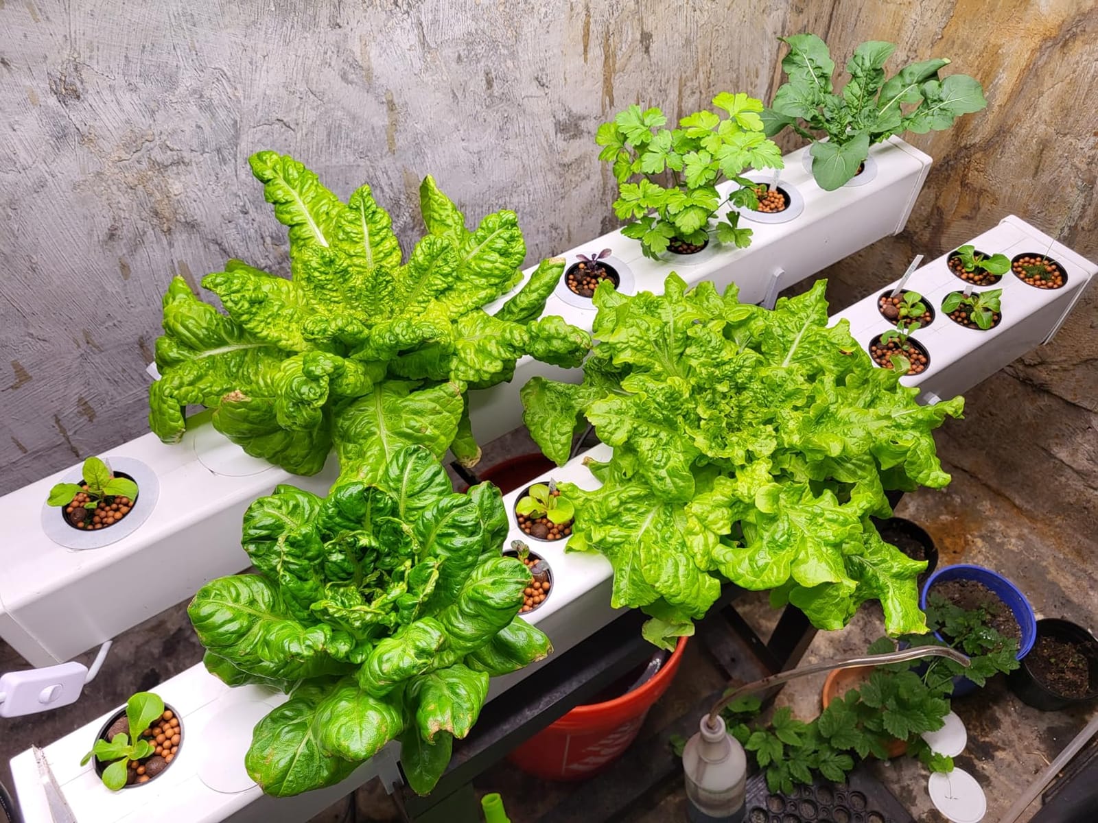 Hydroponics Nutrients for Aerogarden(800ml in Total), Plant Food A & B Hydroponics Supplies, Indoor Plant Fertilizer for Hydroponics Growing System, Hydroponic Solution for Vegetables Thrive customer photo 1