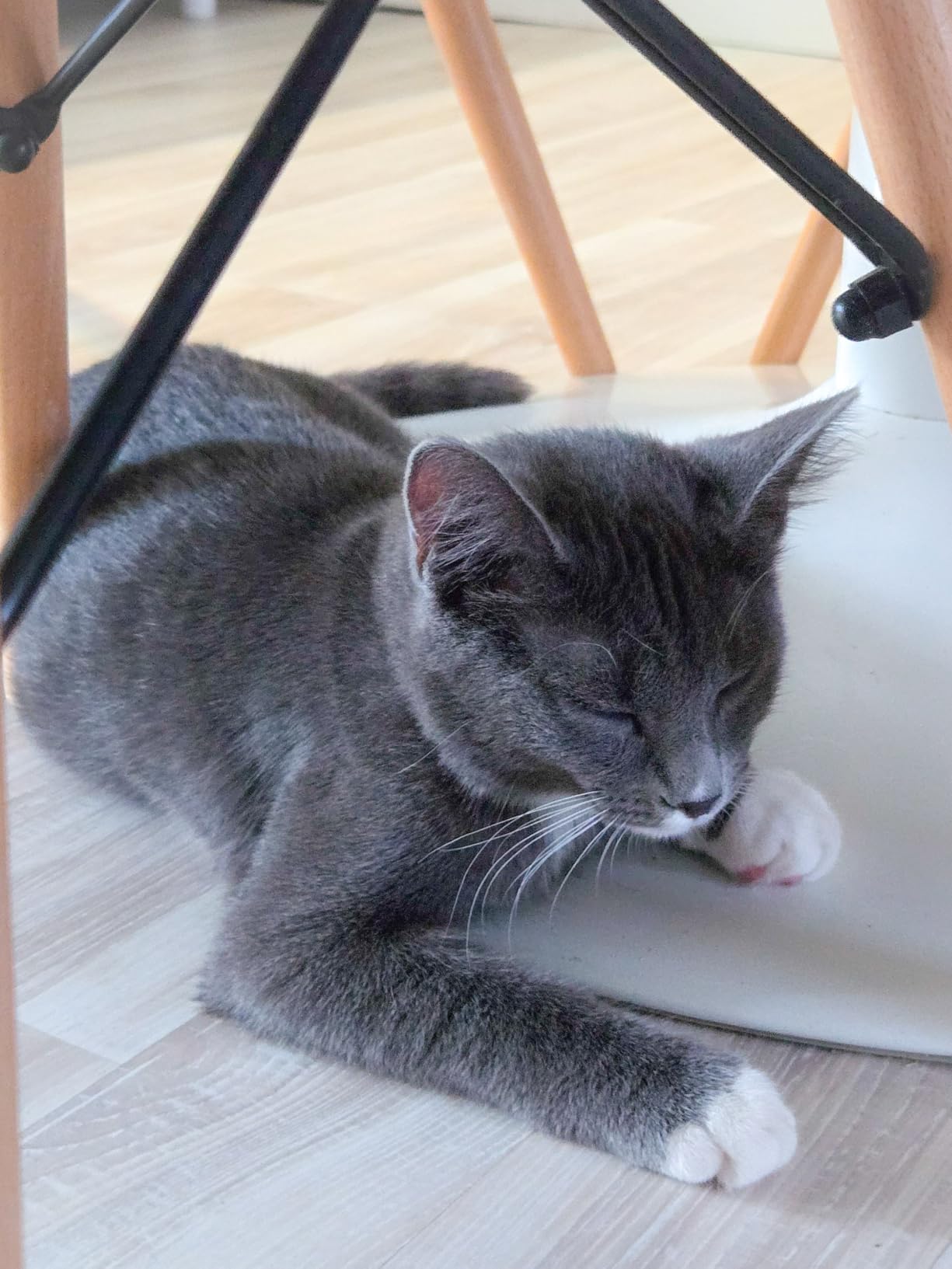 YVE LIFE Interactive Cat Toys Laser for Indoor Cats,Automatic Kitten Toys customer photo 2