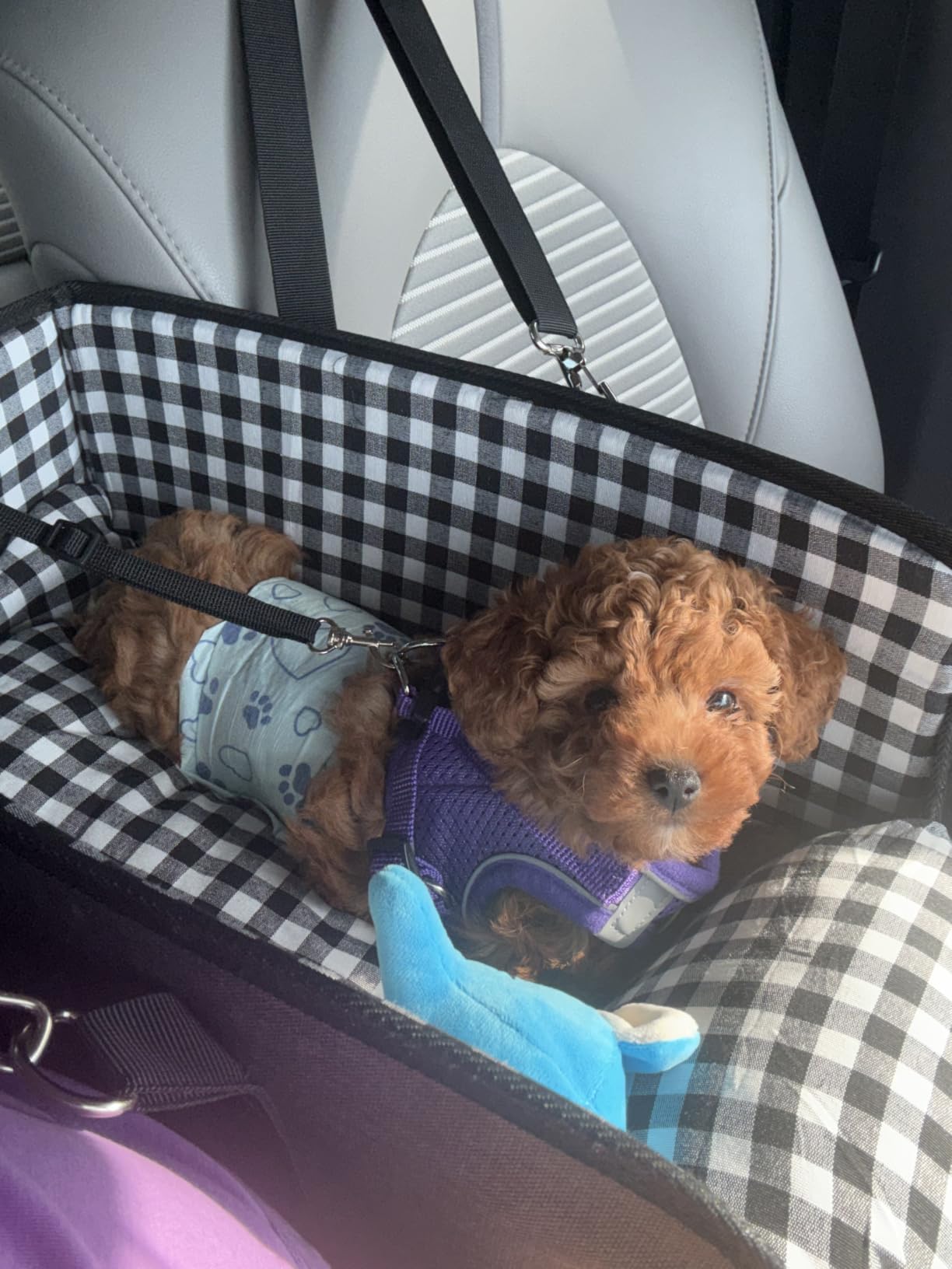 SlowTon Console Dog Car Seat, Dog Booster Seat for Small Dogs Under 11lbs customer photo 1