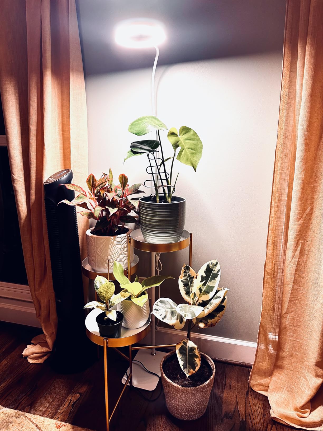 Grow Lights for Indoor Plants,LED Plant Light with Stand for Indoor Growing customer photo 2