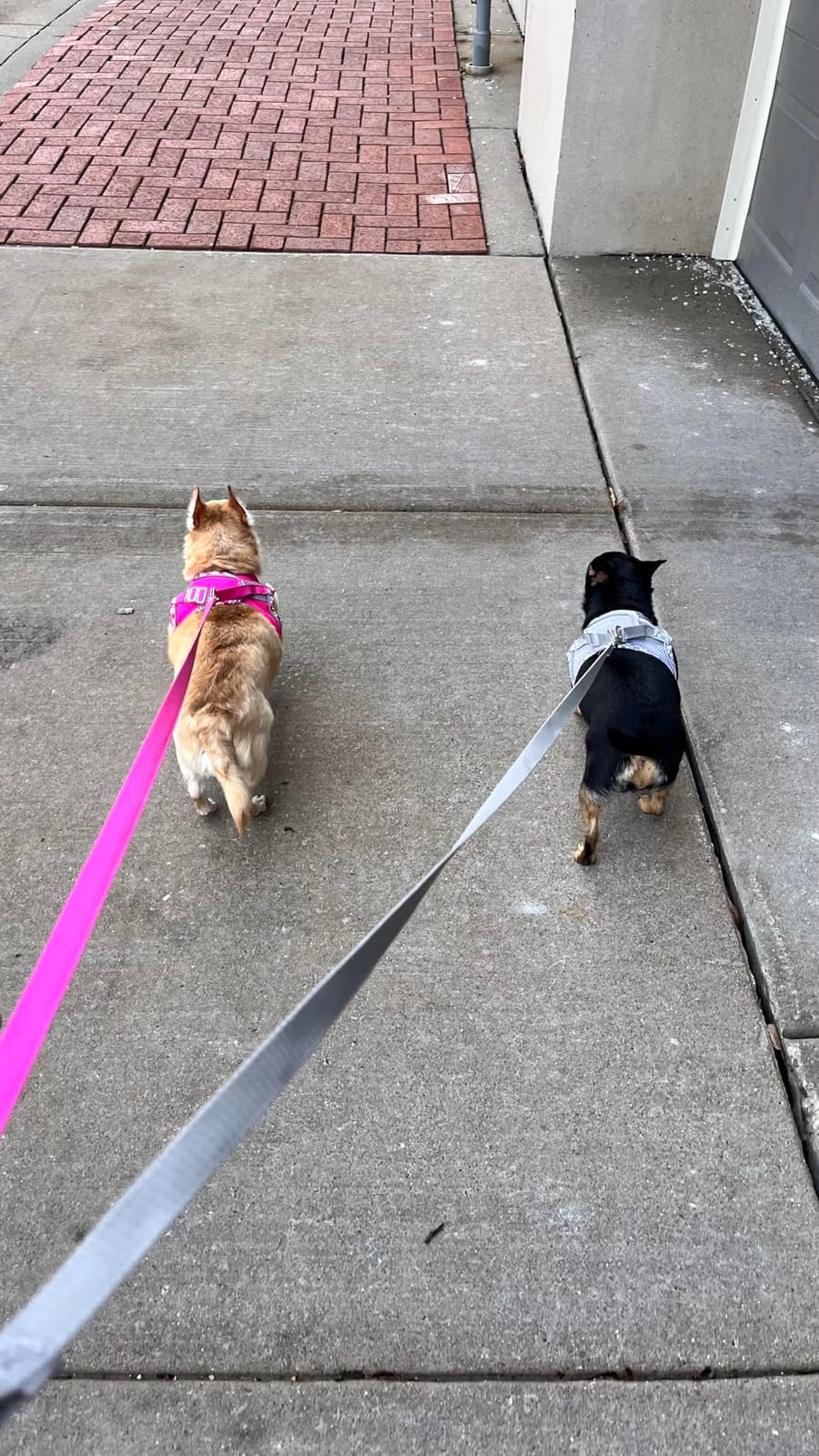 Petank Dog Harness for Small Medium Dogs No Pull, Puppy Harness and Leash Set, Step in Dog Harness for Walking, Running, Training, Small Dog Vest(Purple, S) customer photo 2