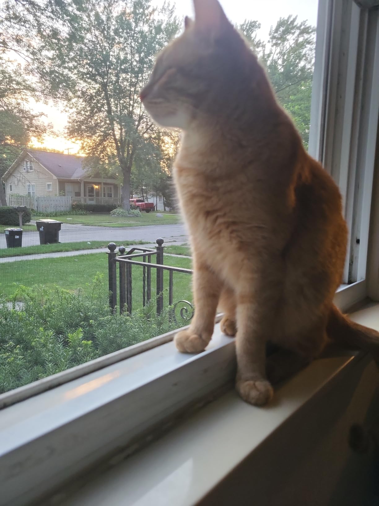 AMOSIJOY Wooden Cat Windowsill Perch with Zipper Cushion Bed, 24.4in customer photo 1