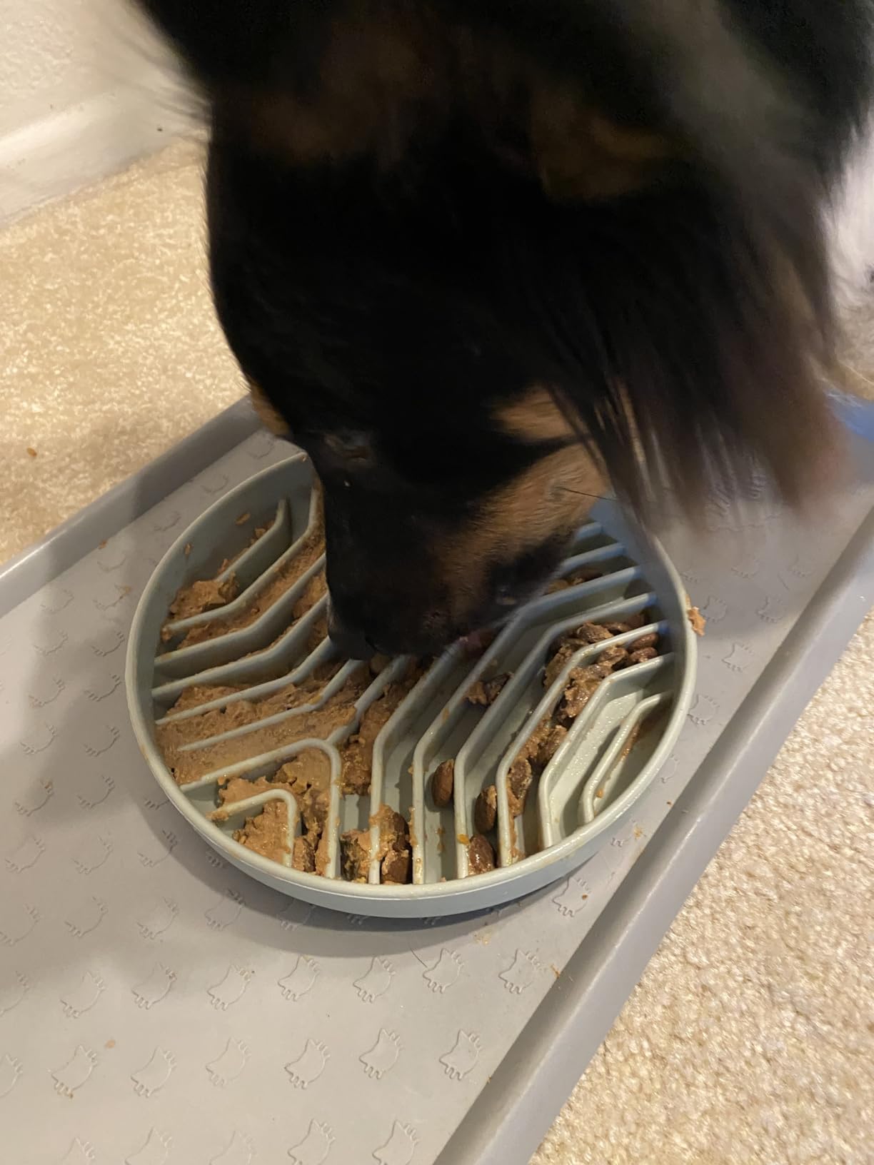 Silicone Slow Feeder Dog Bowls, Puzzle Design with Suction Cups (Green) customer photo 1