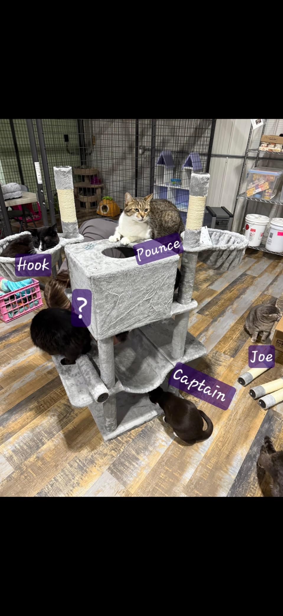 Globlazer Big XXL Cat Tower for Indoor Multiple Cats, F80, Dark Grey customer photo 2