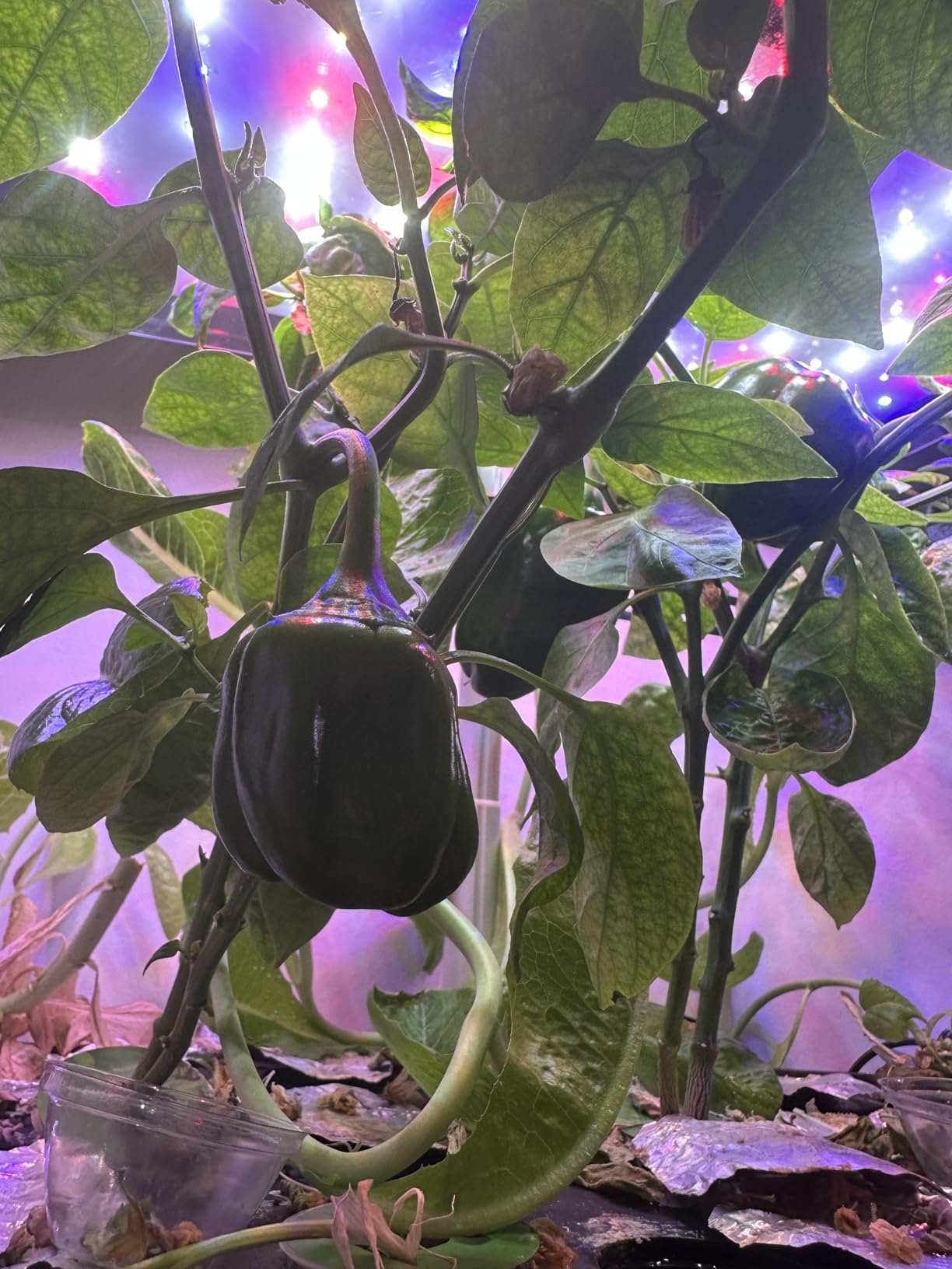 Hydroponic Plant Food, A&B Nutrients 1000ml for Hydroponics System customer photo 2