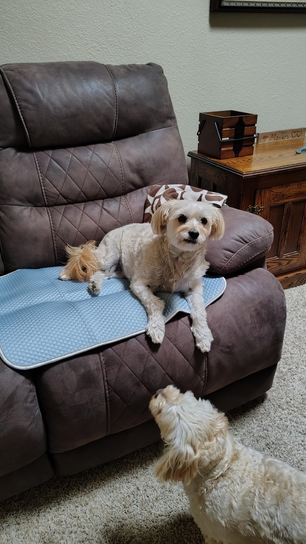 Buvlnee Summer Dog Cooling Mat, Washable Ice Silk Self Cool Pad for Small Medium Large Dogs and Cats, 24x18in Pet Sleeping Pad for Crate, Bed, Indoor & Outdoor Floor, Car Seats customer photo 2