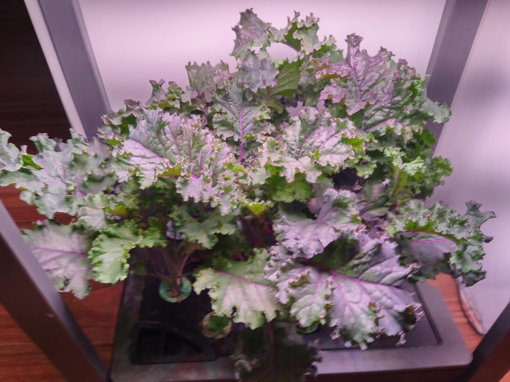 Aeroponics & Hydroponic Fertilizer, 4-3-6 NPK Formula, 32oz customer photo 2