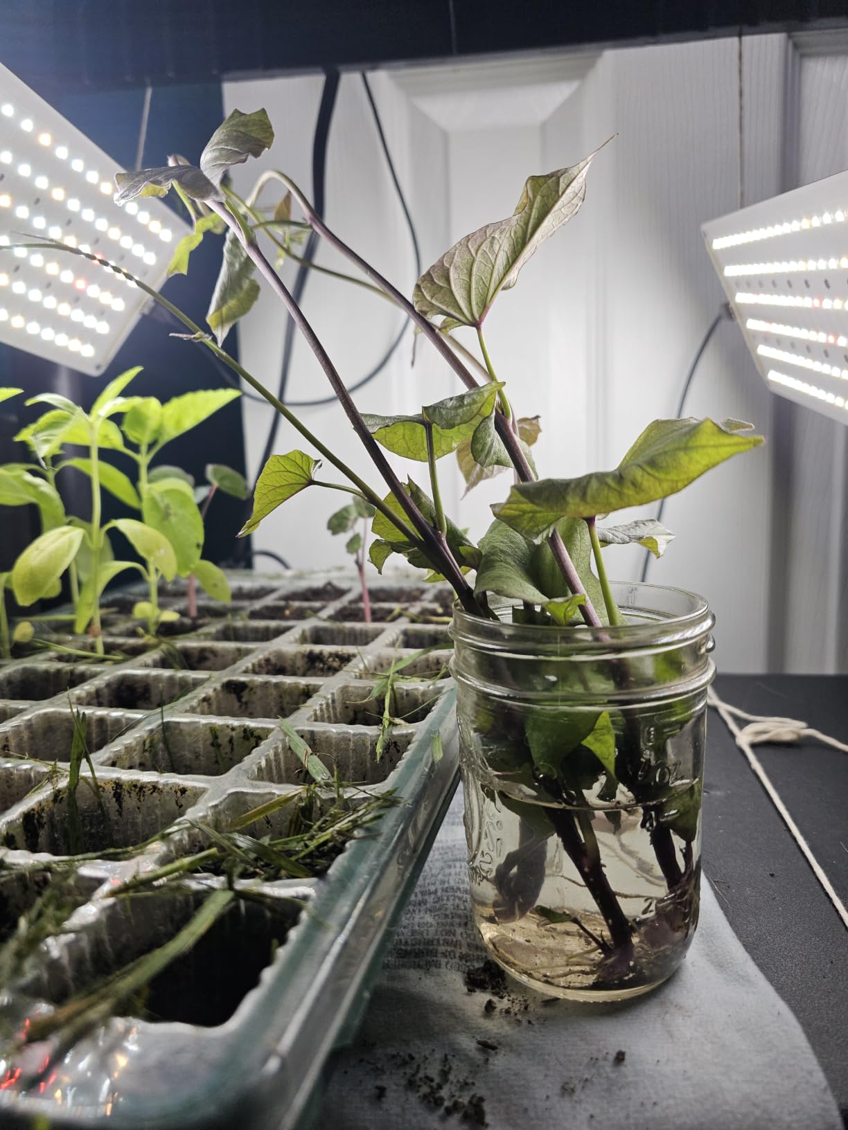 Garpsen Grow Lights for Indoor Plants, 6000K, for Seed Starting, 4Panels customer photo 2