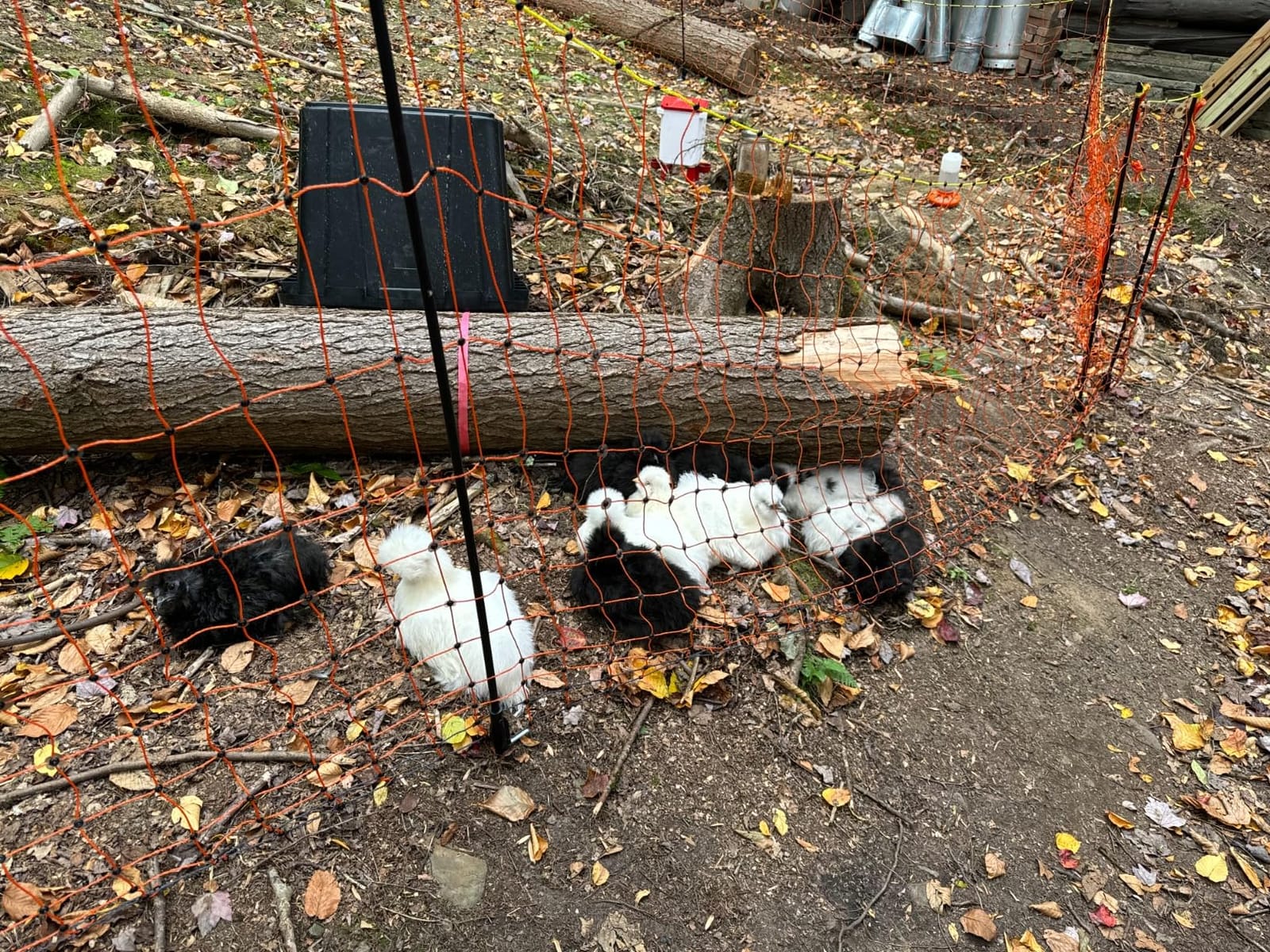 Pet & Livestock HQ Electric Fence Poultry Netting 48