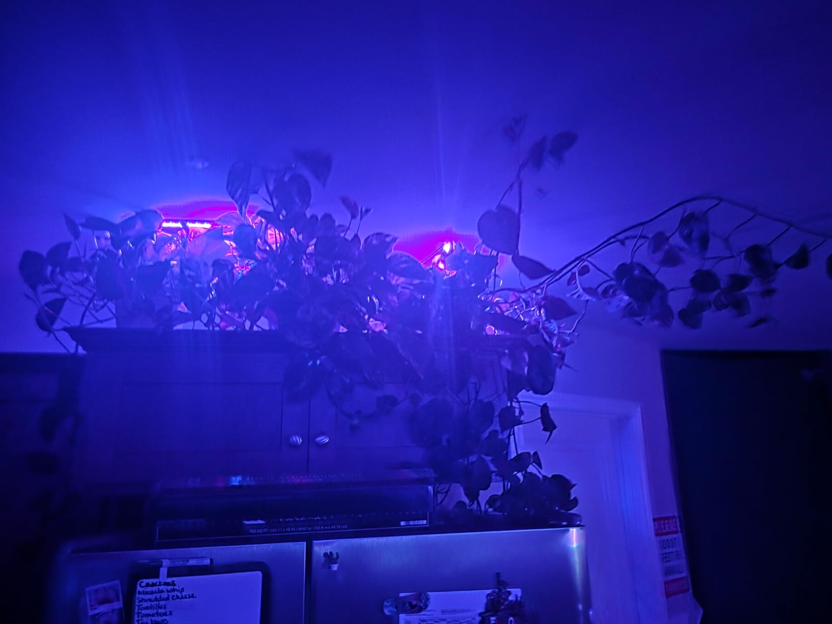LED Grow Light Strips, Grow Lights for Indoor Plants Full Spectrum 3000K, Plant Light Bar with 3/9/12H Timer, 10 Dimmable Levels for Seedling Succulent,Best Match for Plant Shelf(3 Head×2 Pack) customer photo 1