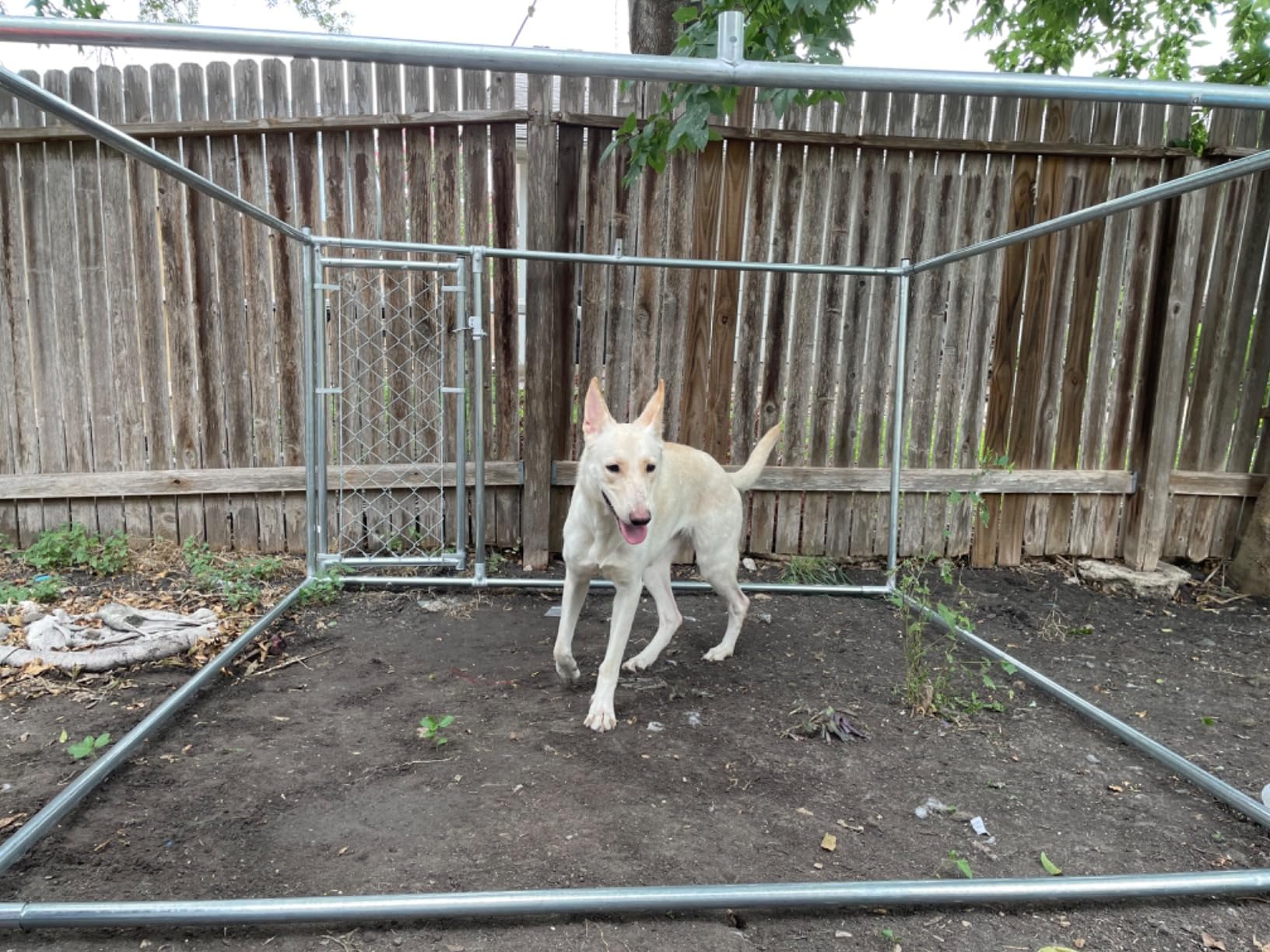 HITTITE Extra Large Outdoor Dog Kennel, 10x10x6.56ft Anti-Rust Dog Kennel Outside with Roof, Galvanized Chain Link Dog Runs for Outside with Secure Lock customer photo 2