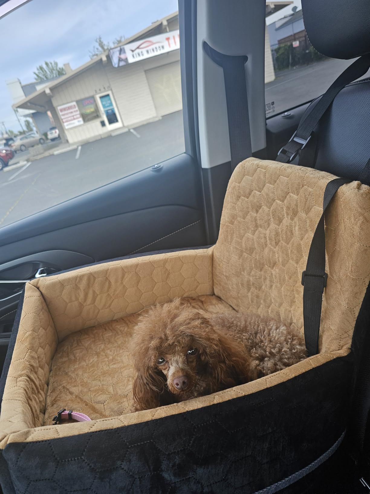 Dog Car Seat for Small/Medium Dogs, Memory Foam Dog Booster Seat, Travel Safety Per Car Seat with Washable Removable Cover, Storage Pockets for Dogs up to 35 lbs(Gray) customer photo 1