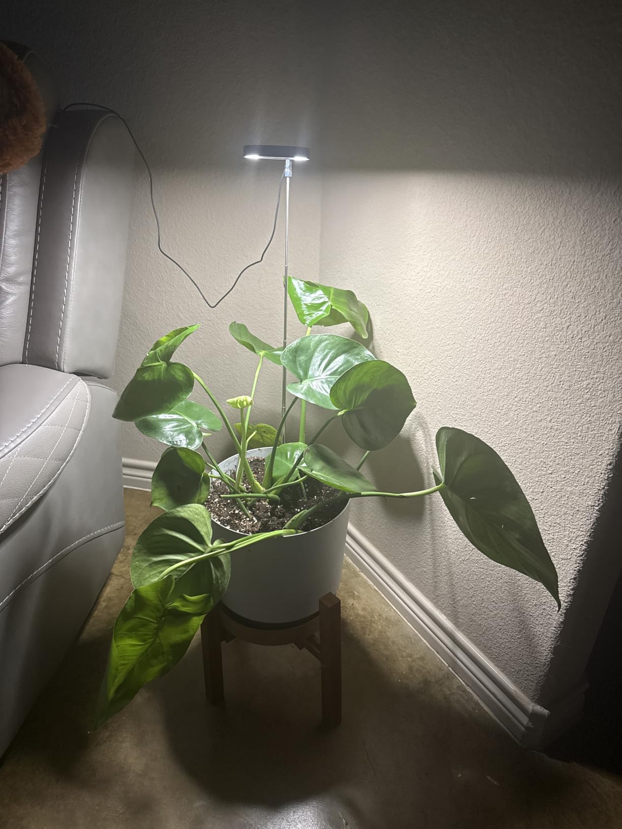 Grow Lights for Indoor Plants Small Potted - Full Spectrum, Auto 3/9/12H Timer, 10-Level Dimming & Adjustable Height - Compact Grow Light for Succulents, Herbs, Foliage in Home/Office (White,1PACK) customer photo 1