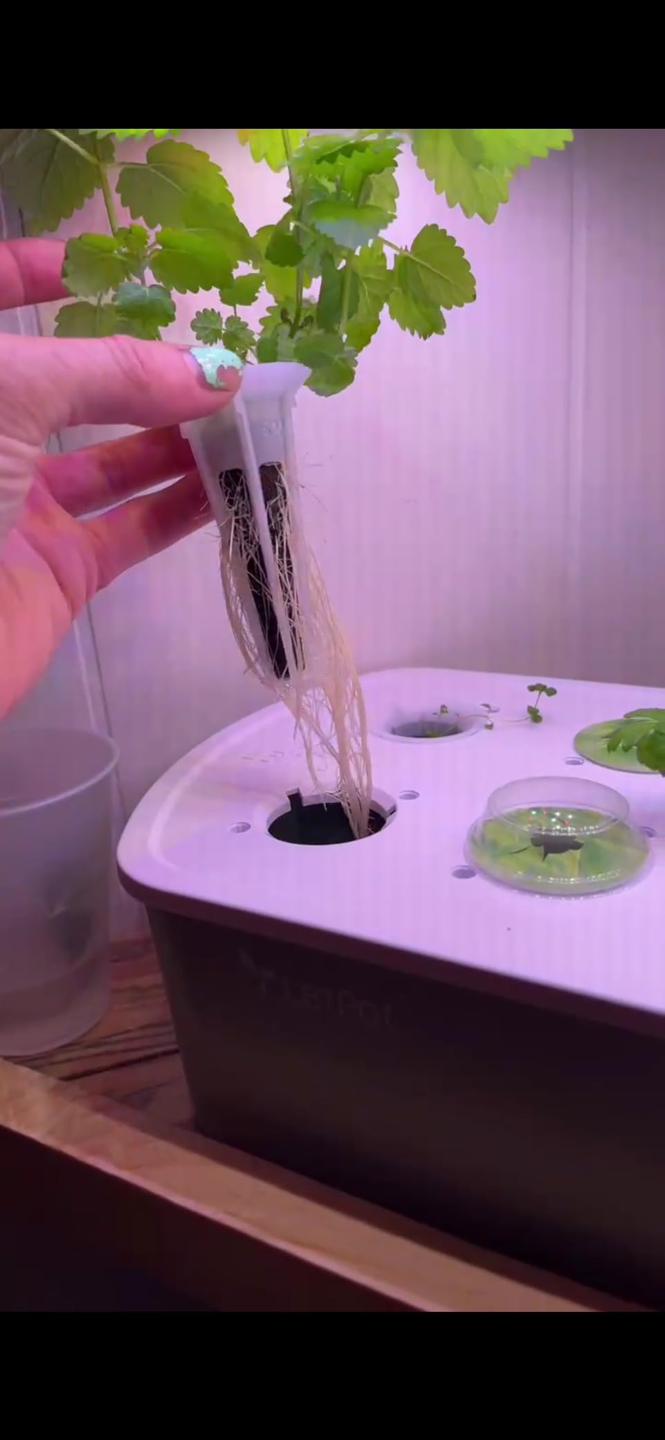 LETPOT LPH-Air 10-Pod Hydroponics Growing System Indoor Garden Kit customer photo 2