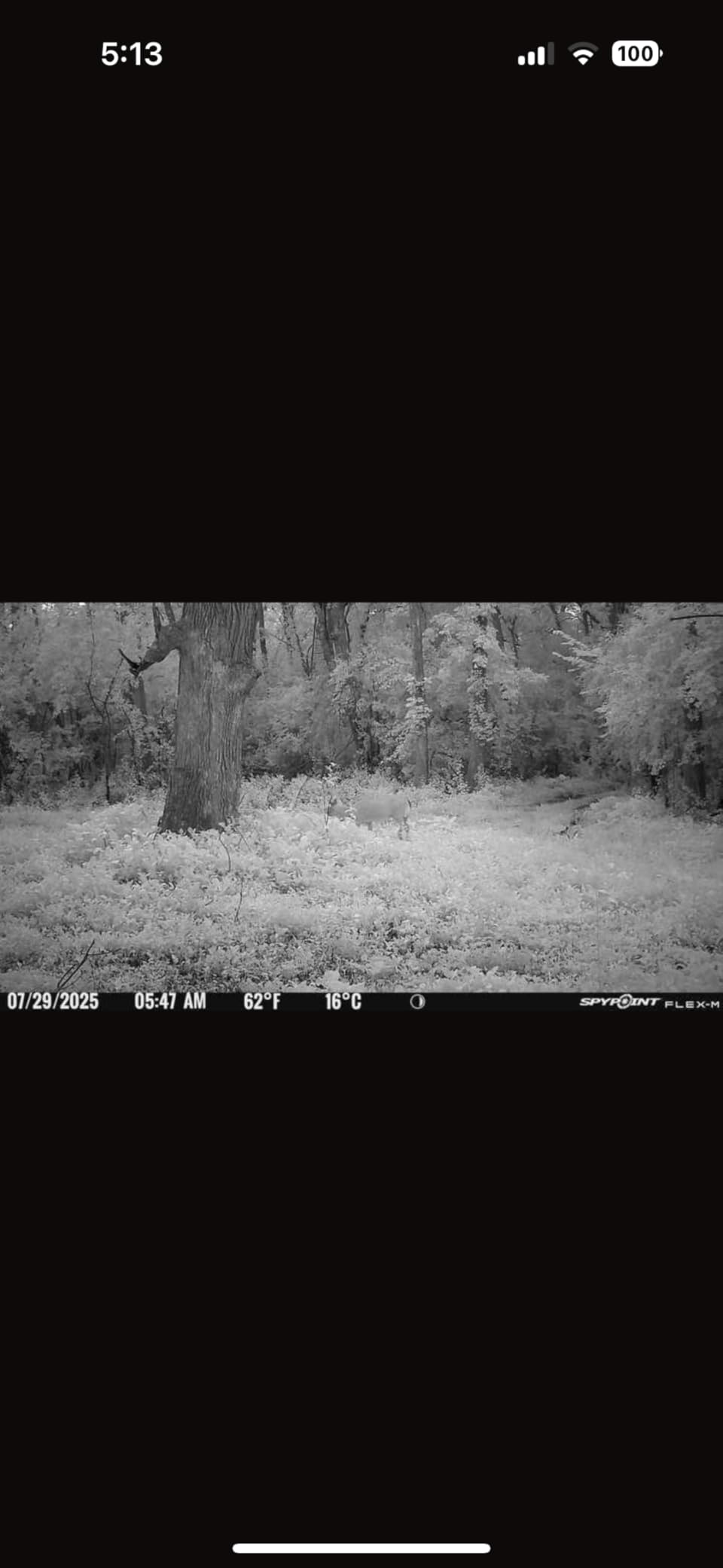 SPYPOINT Flex-M and SD Card Pack - Cellular Trail Cameras |Best Value in Hunting Accessories |No WiFi Needed & GPS-Enabled |Hunting Night Vision | IP65 Waterproof |28MP Photos, 720p Videos customer photo 2