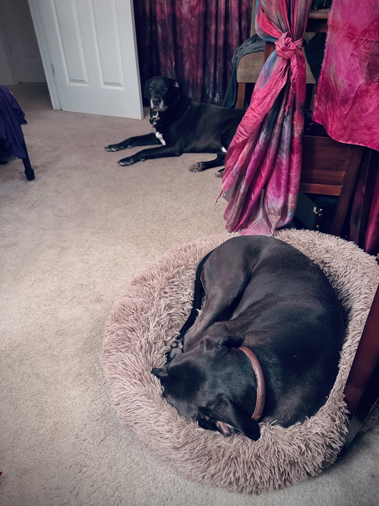 Calming Donut Dog Bed for Small Dogs, Round Dog Bed for Medium & Large Dogs customer photo 1