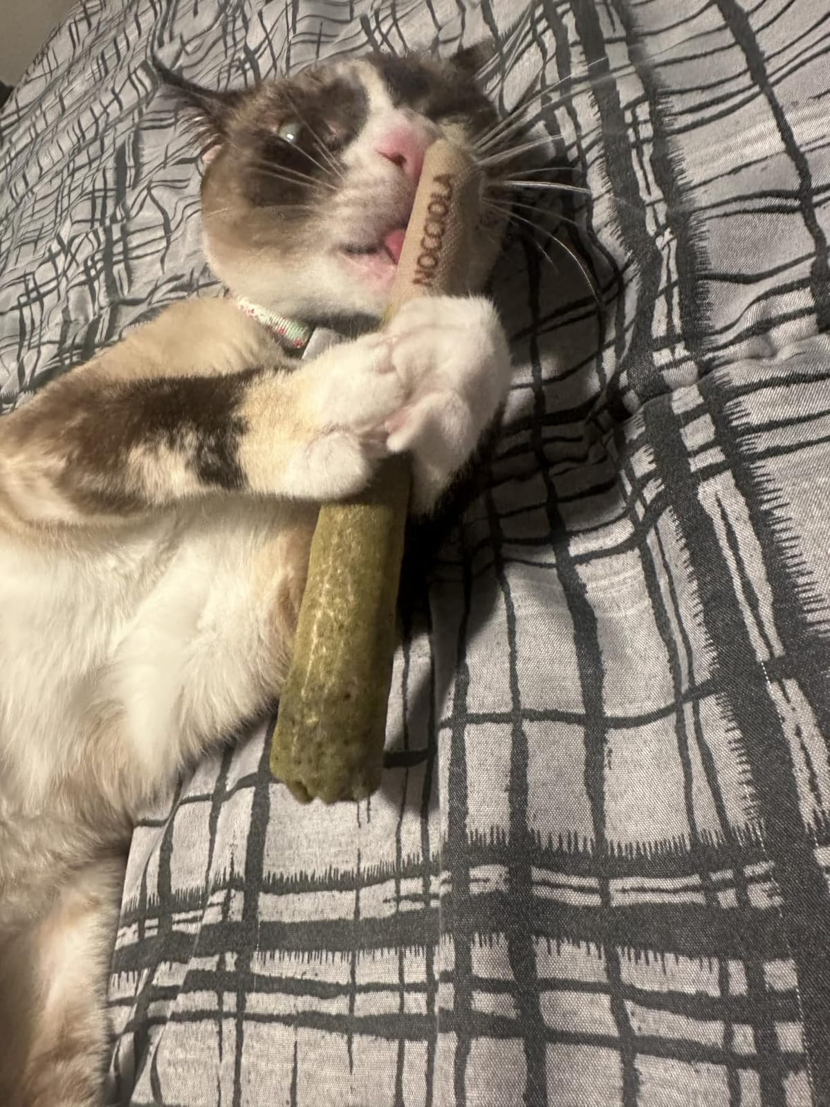 Nocciola 3 Pack Catnip Toys for Cats, Funny Cat Toys Filled with 100% Pure Organic Catnip, Safe Kitten Teething Chew and Kicker Toys, Stress Relieving Fun for Indoor Cats customer photo 1