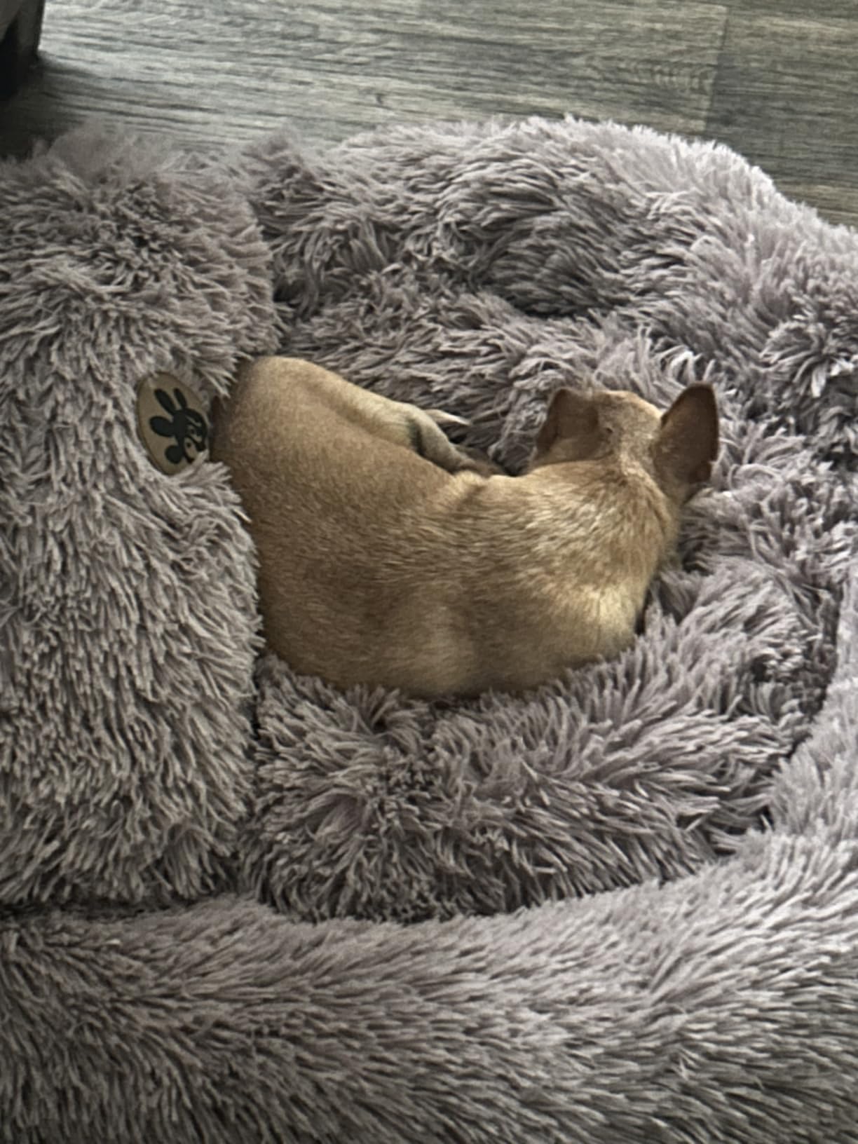 PetJett Calming Medium Dog Bed - 30'' Round Dog Beds - Washable Dog Bed - Anti-Slip Super Soft Fluffy Plush Donut Bed, Anti-Anxiety Premium Comfort Pet Bed, Fits Dogs up to 45 lbs - Beige customer photo 1