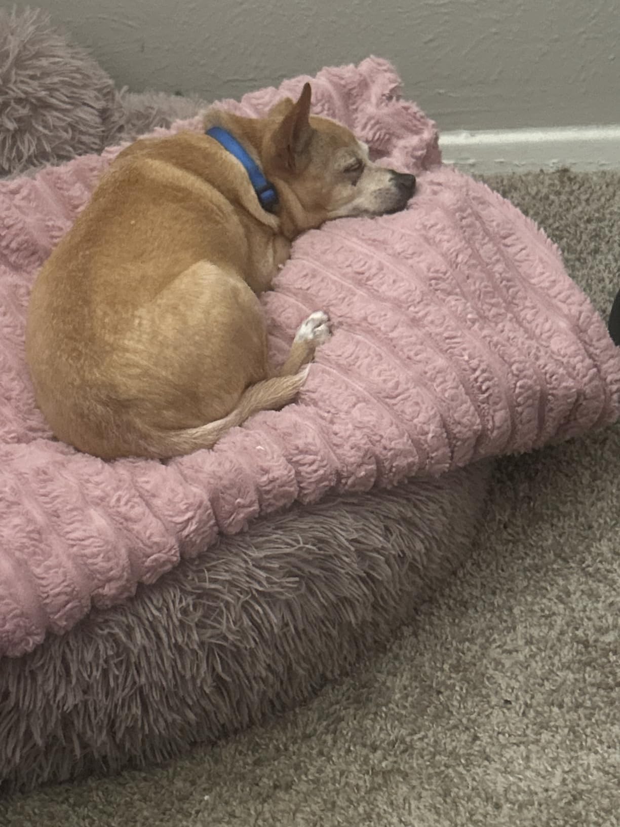 PetJett Calming Medium Dog Bed - 30'' Round Dog Beds - Washable Dog Bed - Anti-Slip Super Soft Fluffy Plush Donut Bed, Anti-Anxiety Premium Comfort Pet Bed, Fits Dogs up to 45 lbs - Beige customer photo 2