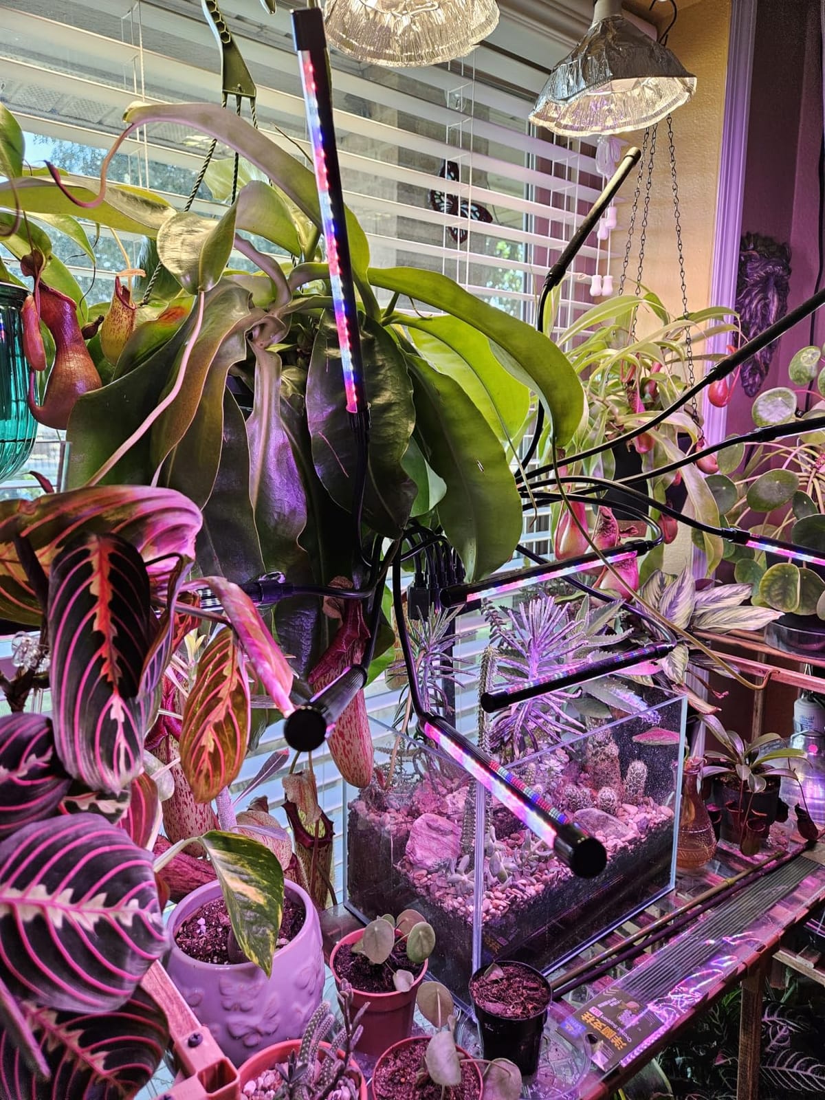 Grow Lights for Indoor Plants [ 10 in1 ] 500 LEDs, Full Spectrum Grow Light for Indoor Growing with Tripod Stand, Auto On/Off Timing 4/8/12H, Plant Grow Lights Indoor. customer photo 1
