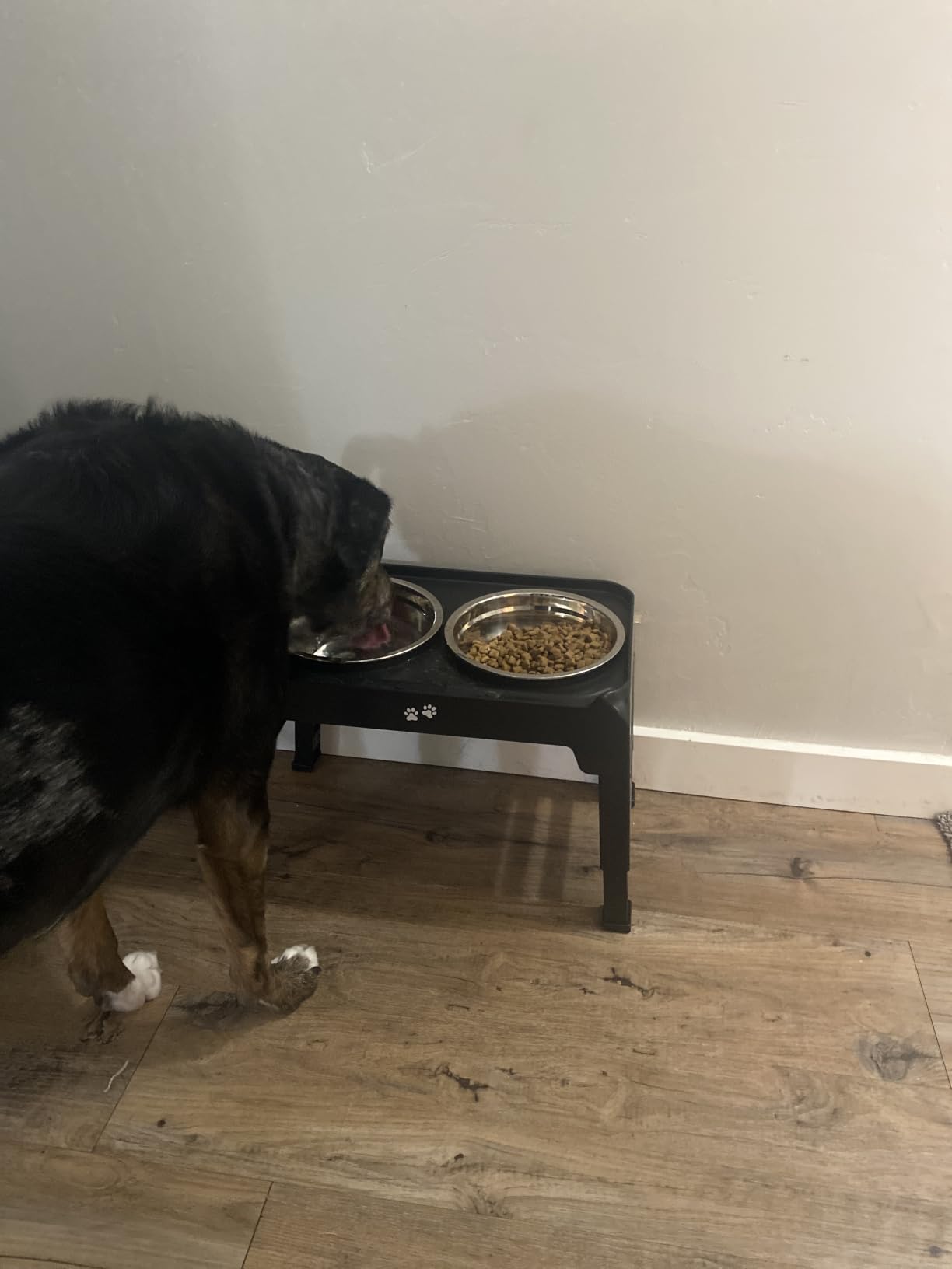 Elevated Dog Bowls for Large Dogs 5 Adjustable Heights 7.5