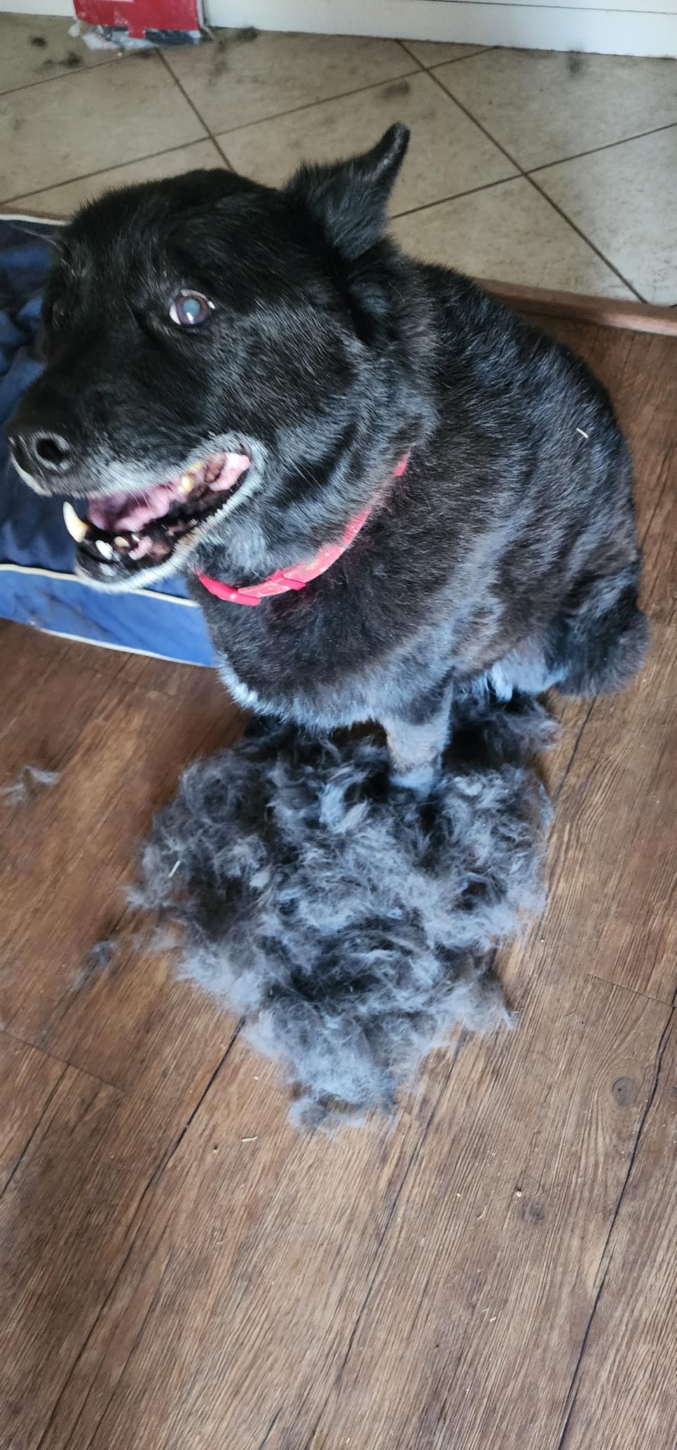 Pat Your Pet Deshedding Dog Brush For Shedding – Cat Brushes For Indoor Cats, Double-Sided Cat Brush Deshedding & Grooming Tool For Long Haired And Short Haired Dogs, Skin-Friendly customer photo 2