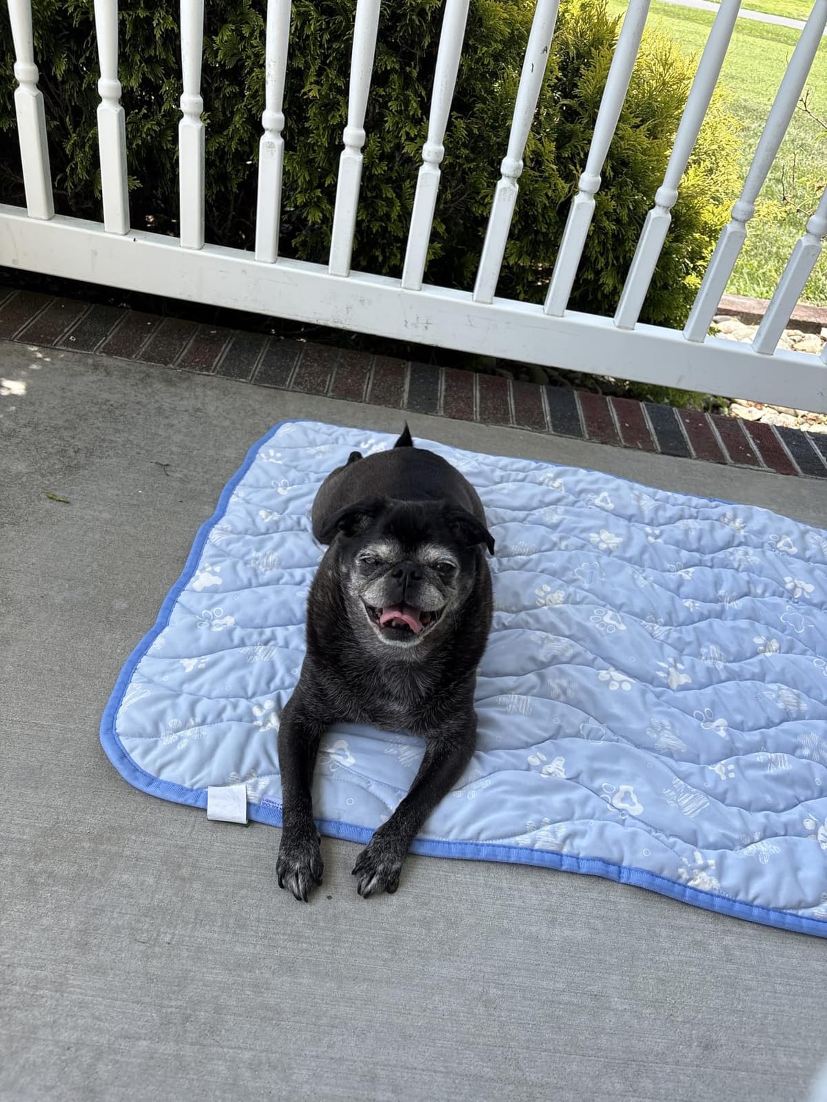 Rywell 44x32in Dog Cooling Mat with One-Way Moisture & Arc-Chill 3.0 customer photo 2